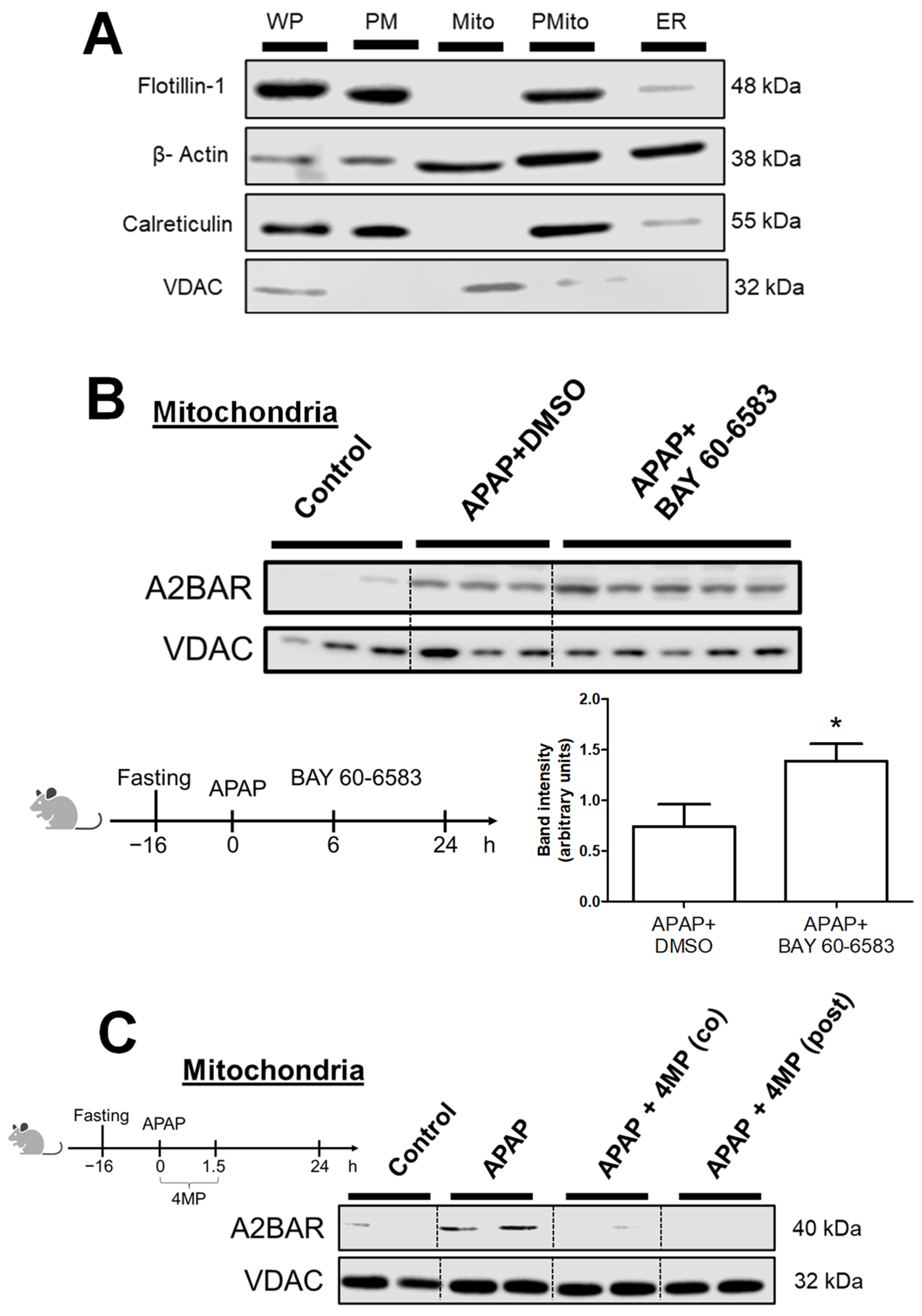 Livers 04 00002 g003