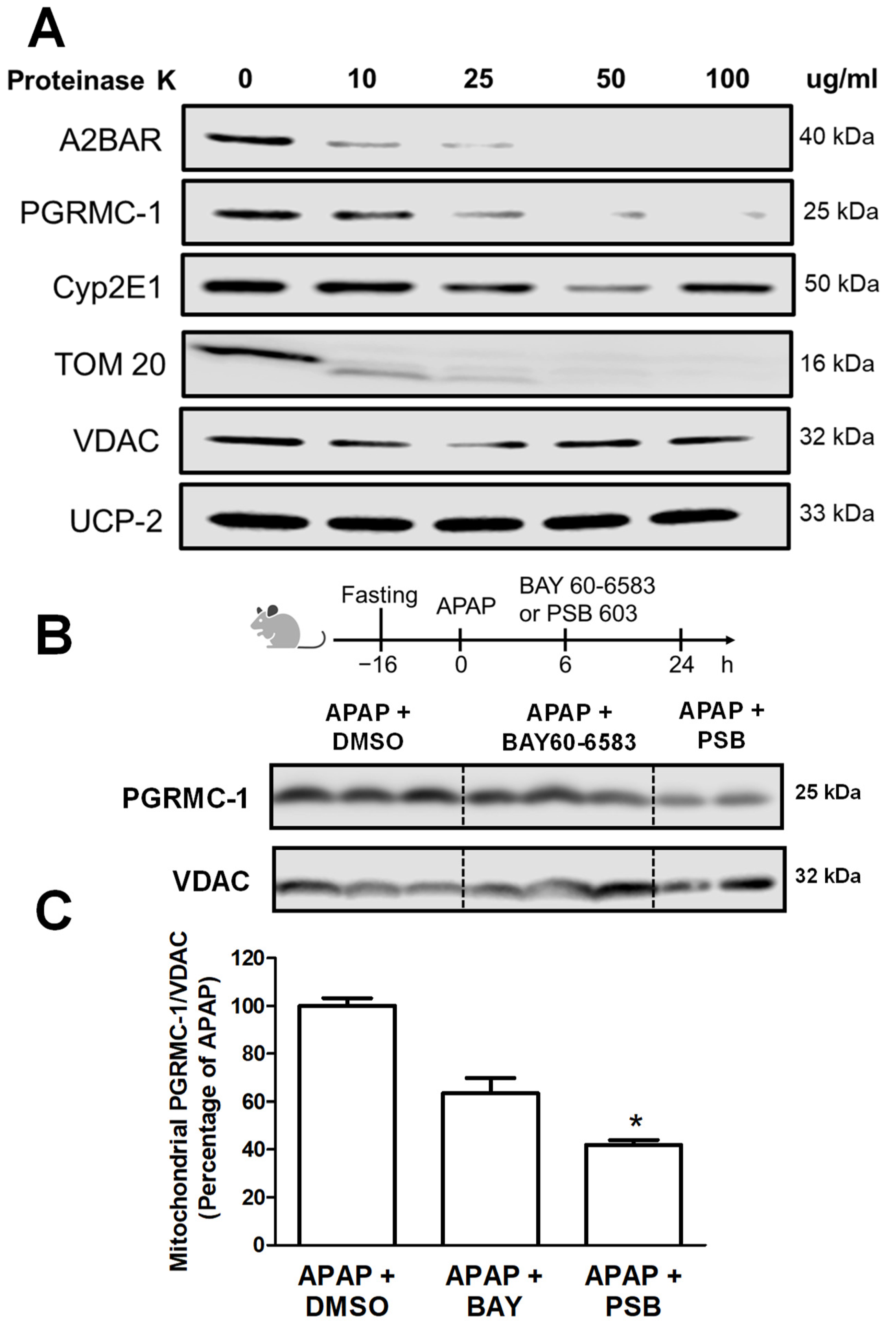 Livers 04 00002 g004