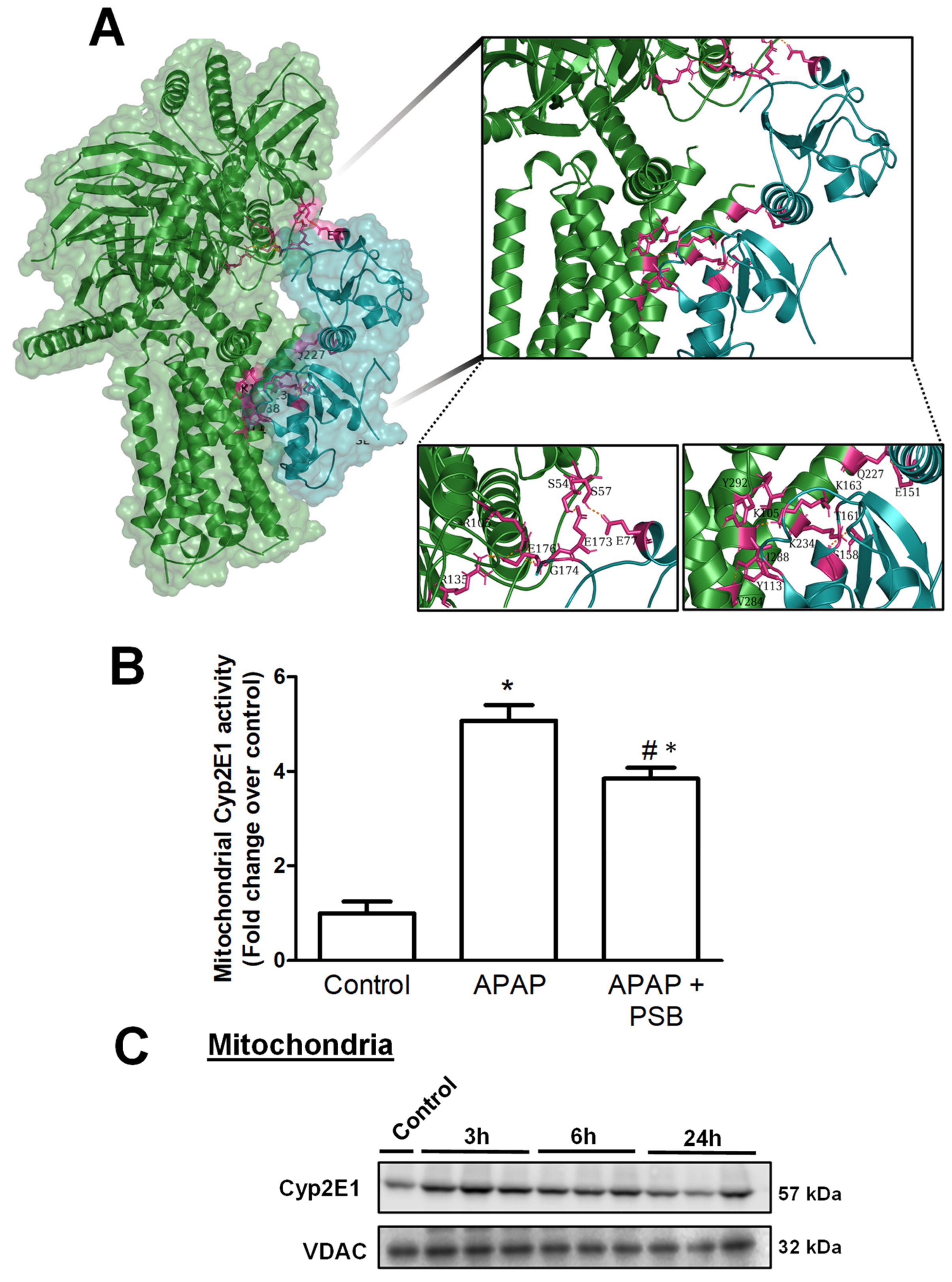 Livers 04 00002 g005