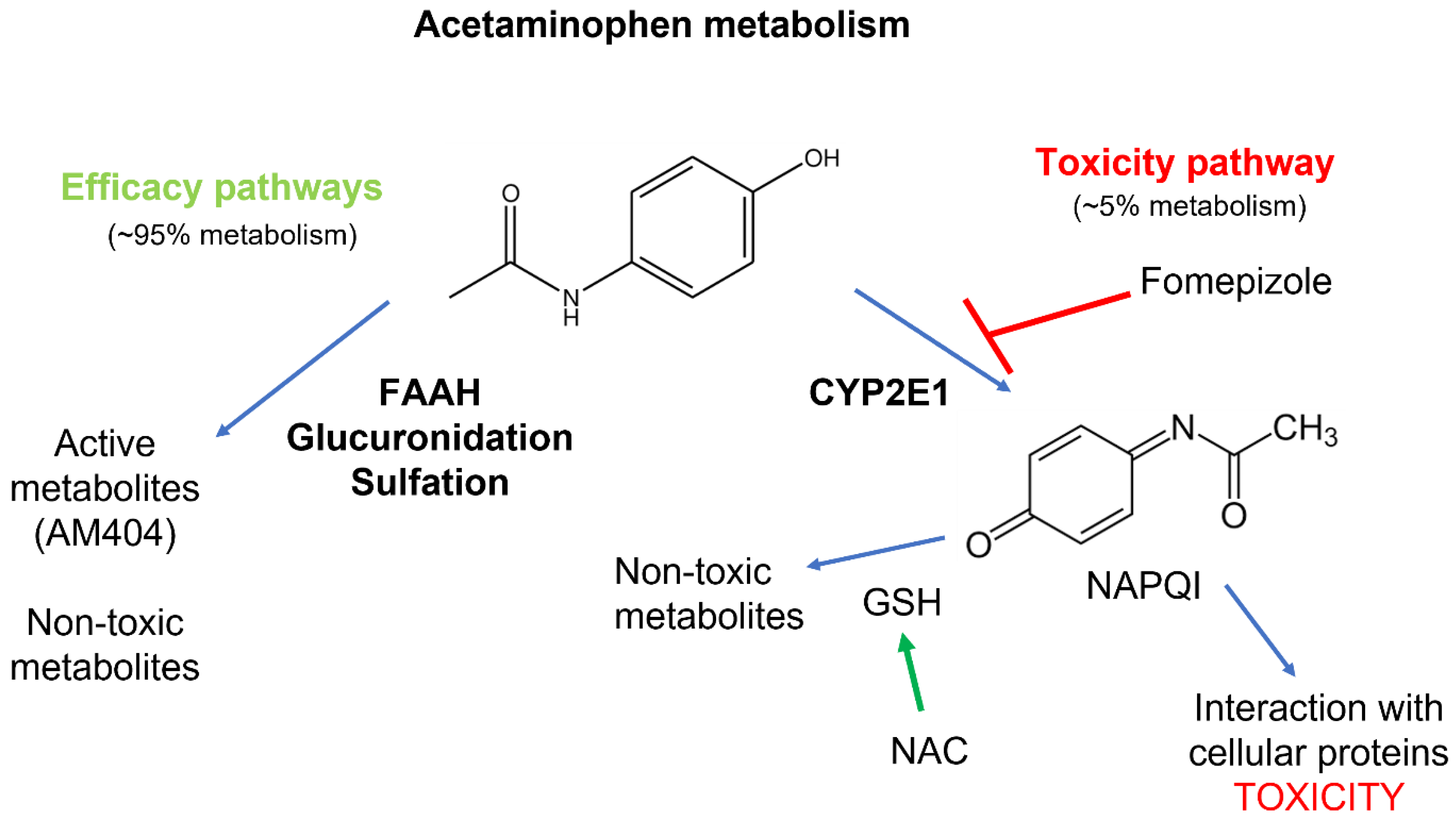 Livers 04 00007 g002