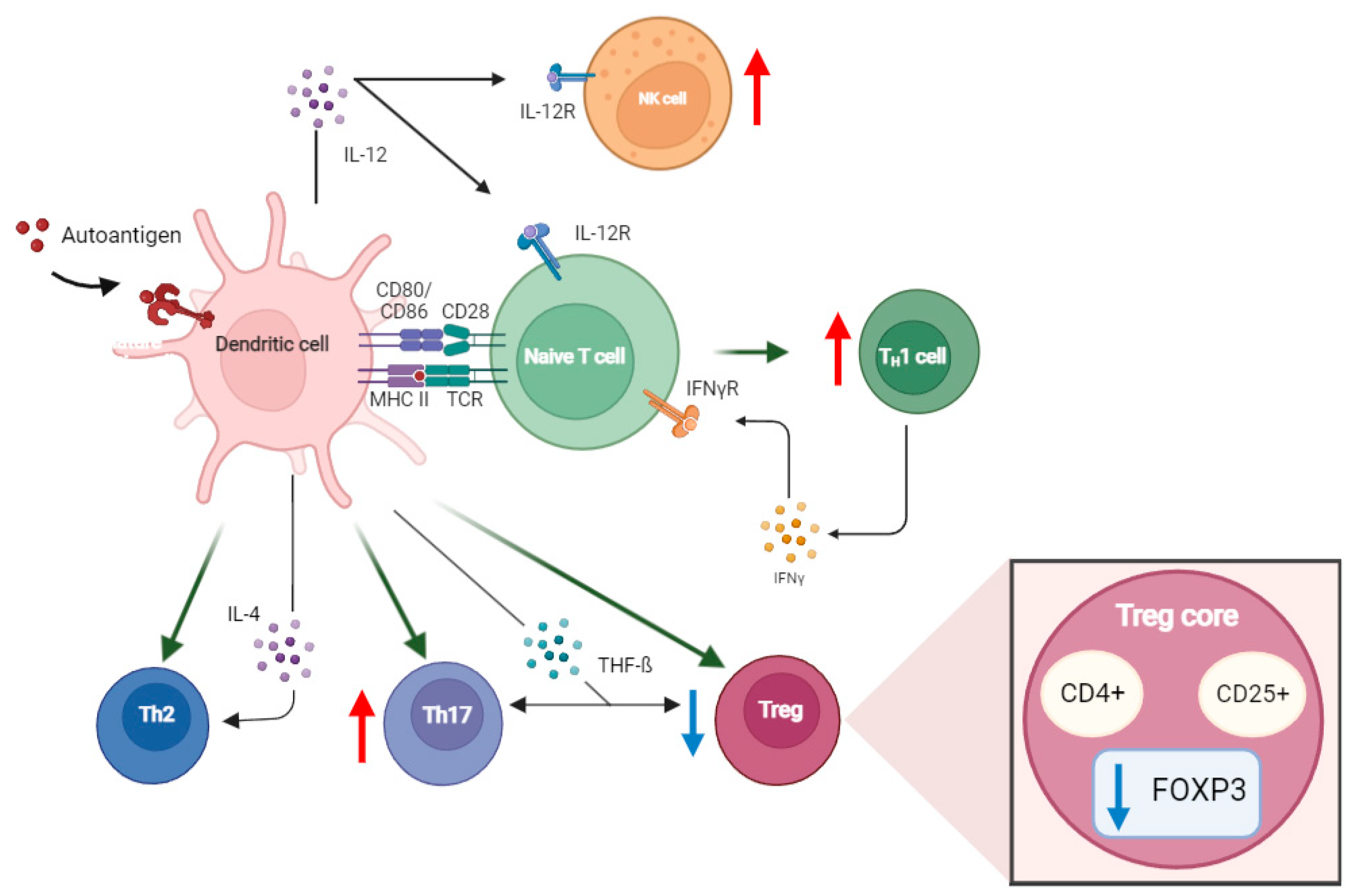 Livers 04 00017 g001
