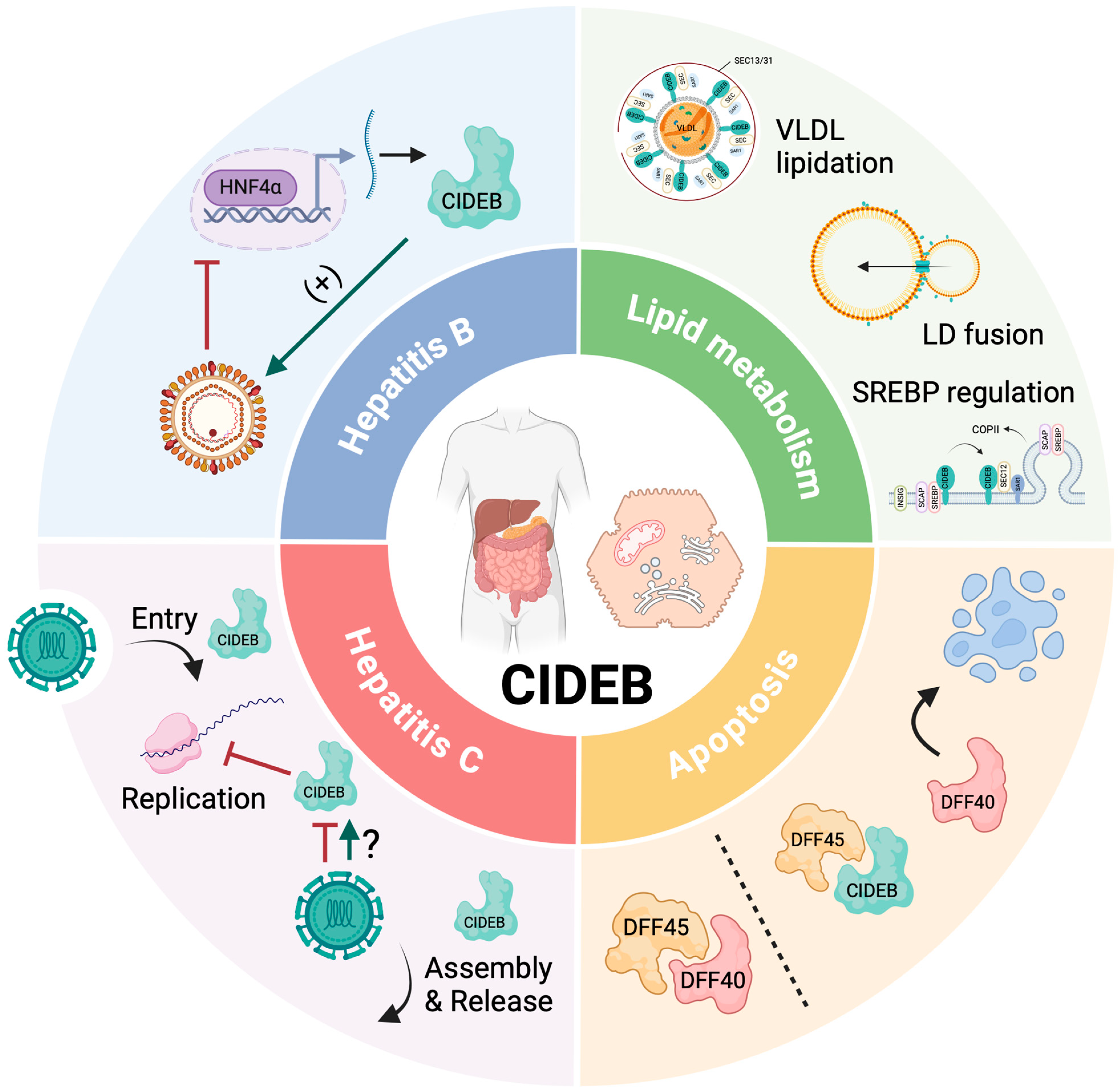 Livers 04 00030 g001