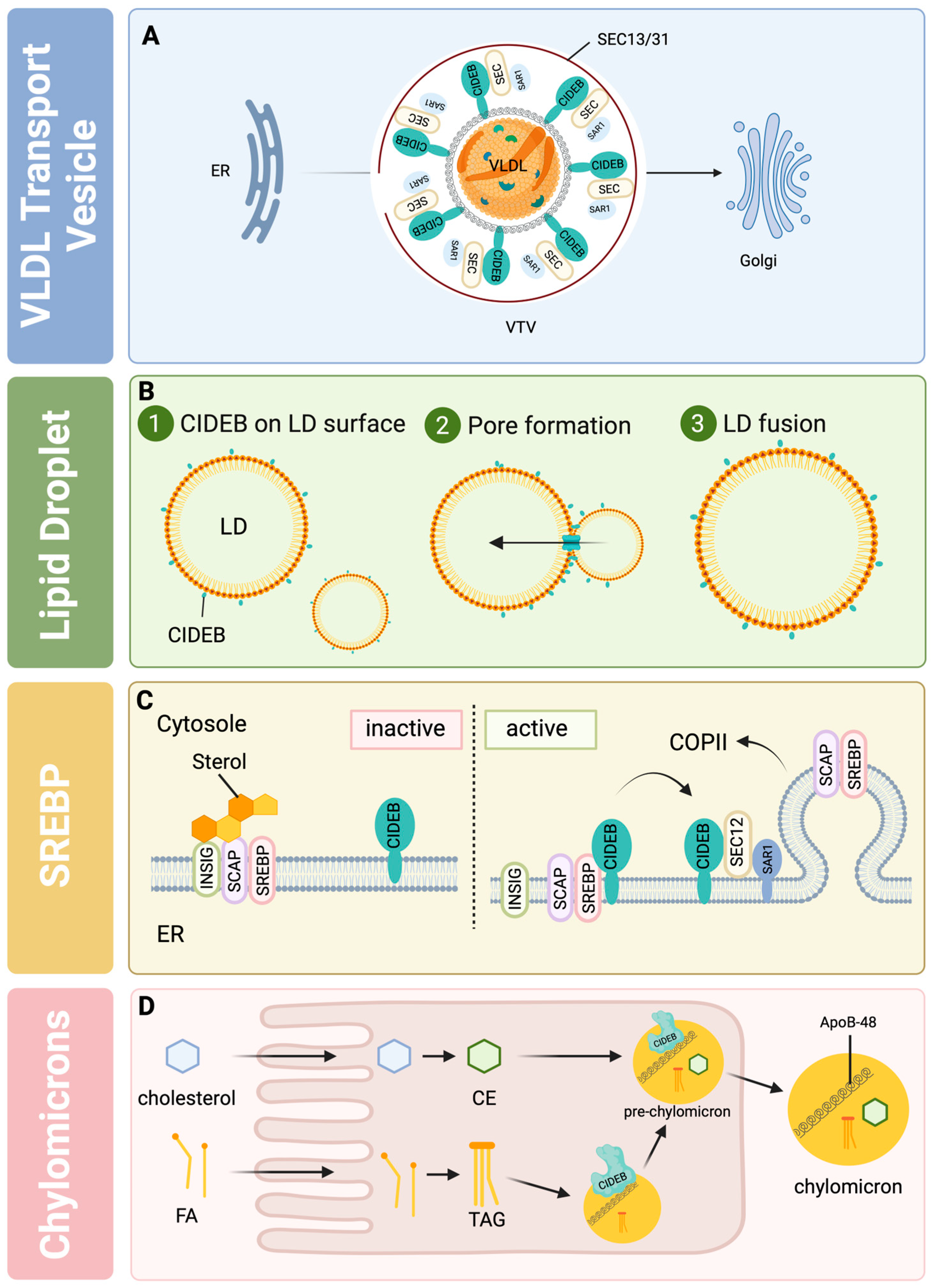 Livers 04 00030 g002