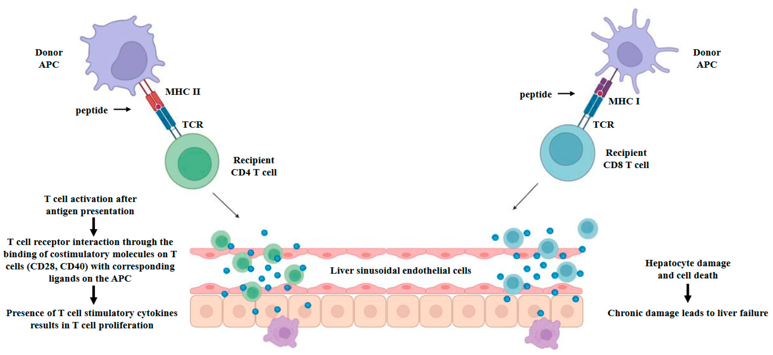Livers 04 00031 g001 Livers 04 00031 g001