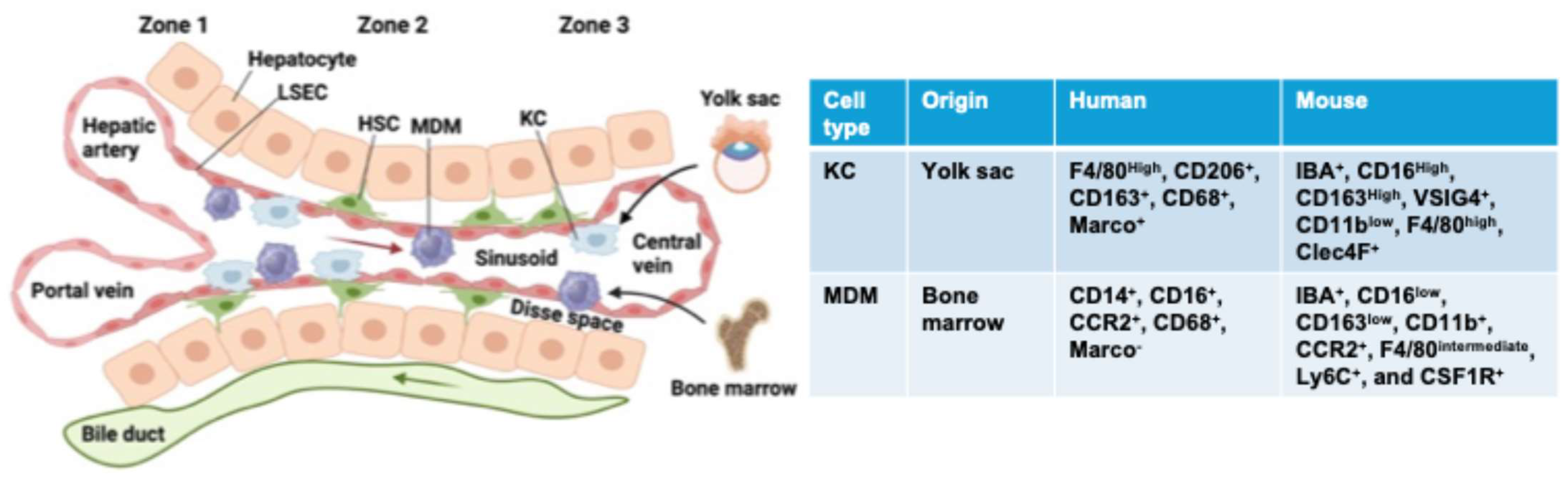 Livers 04 00033 g001 Livers 04 00033 g001