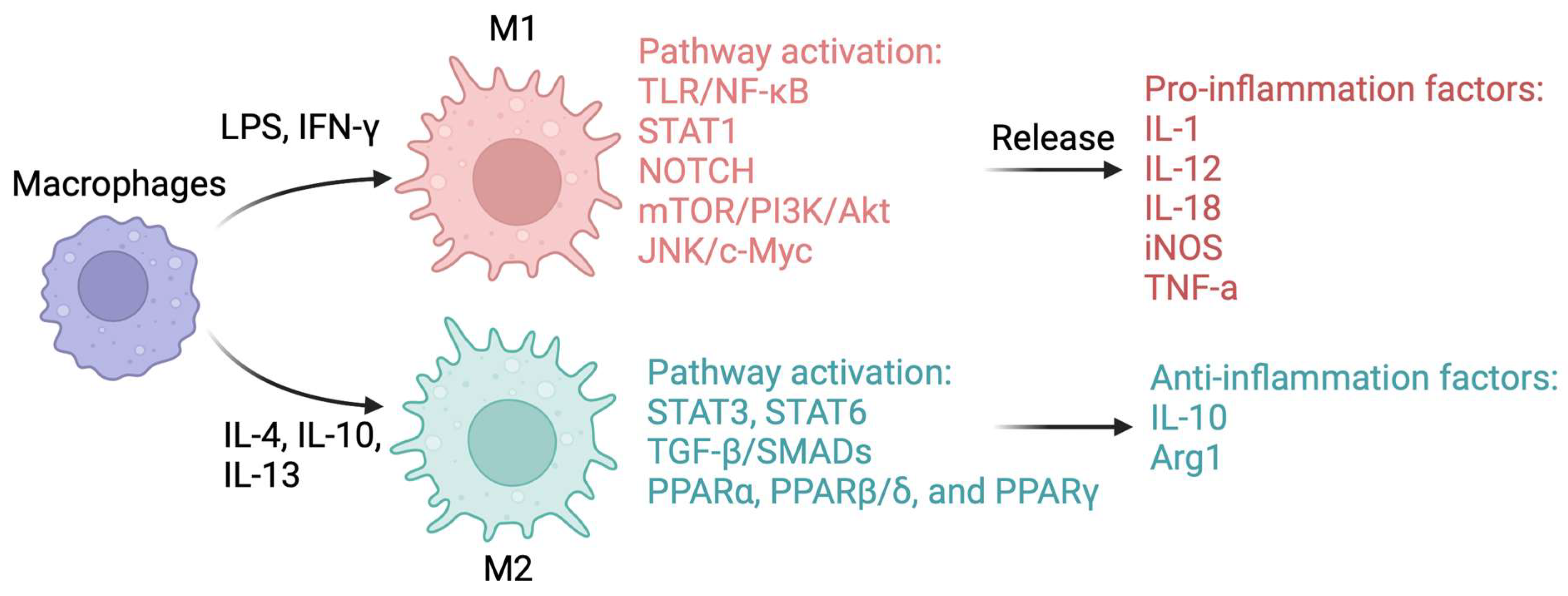 Livers 04 00033 g002 Livers 04 00033 g002