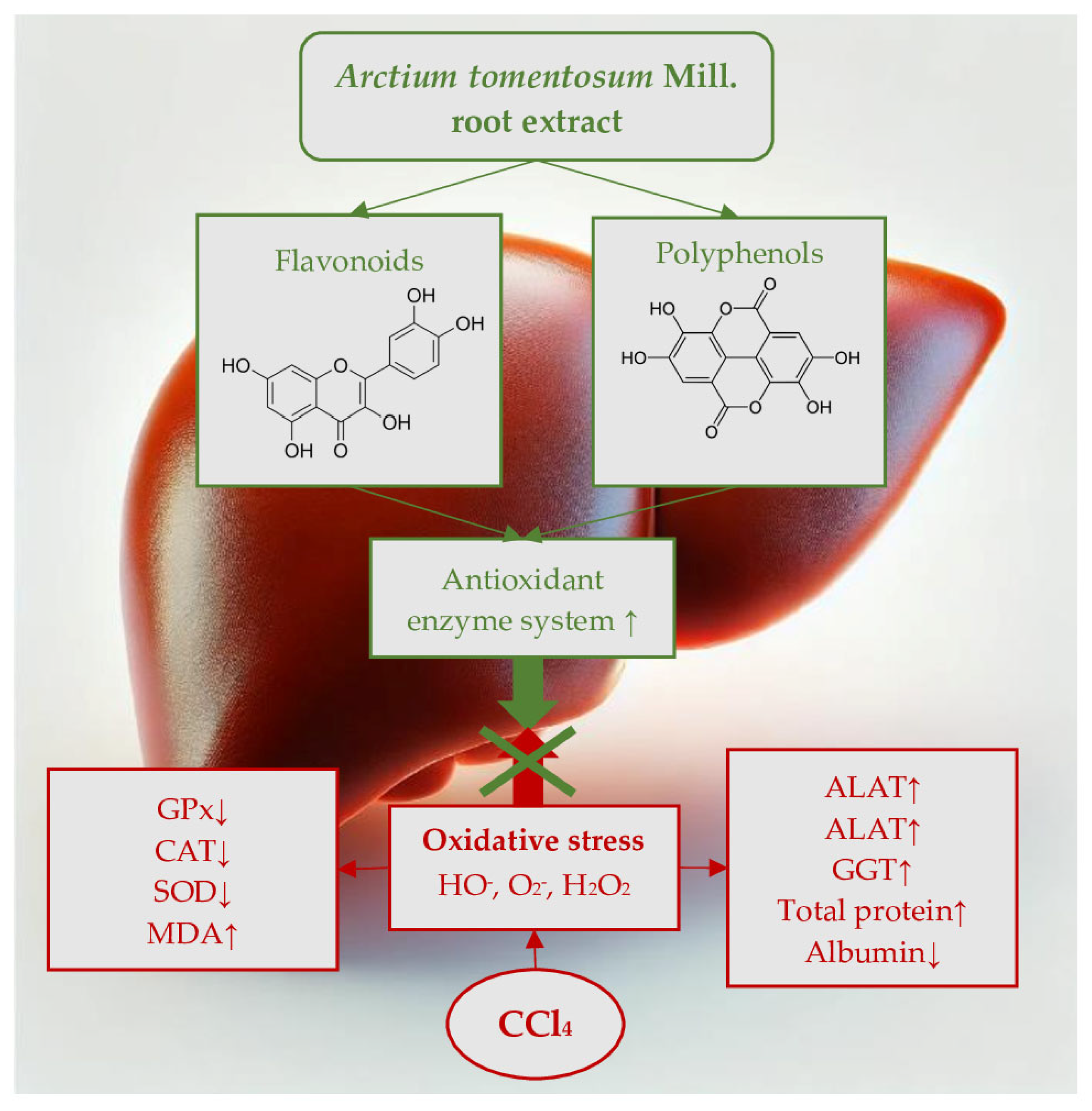 Livers 04 00048 g004