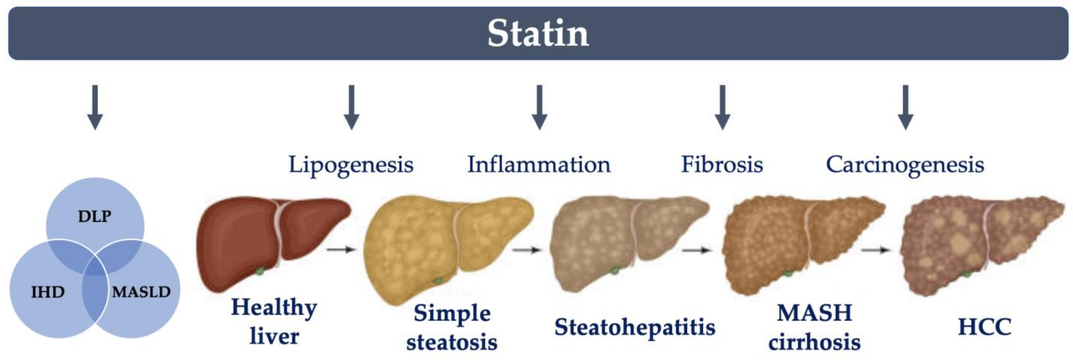 Livers 05 00004 g001