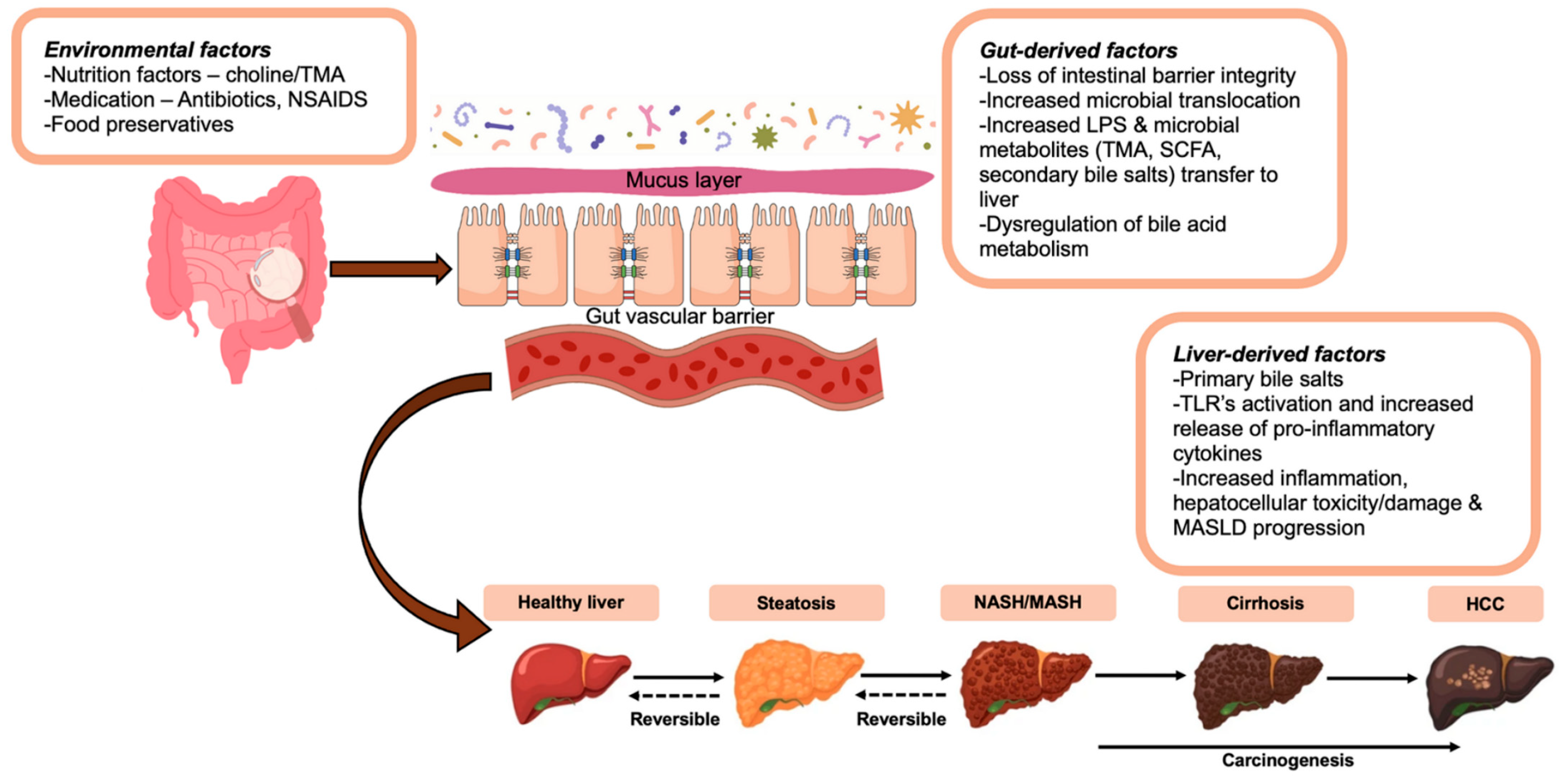 Livers 05 00011 g001