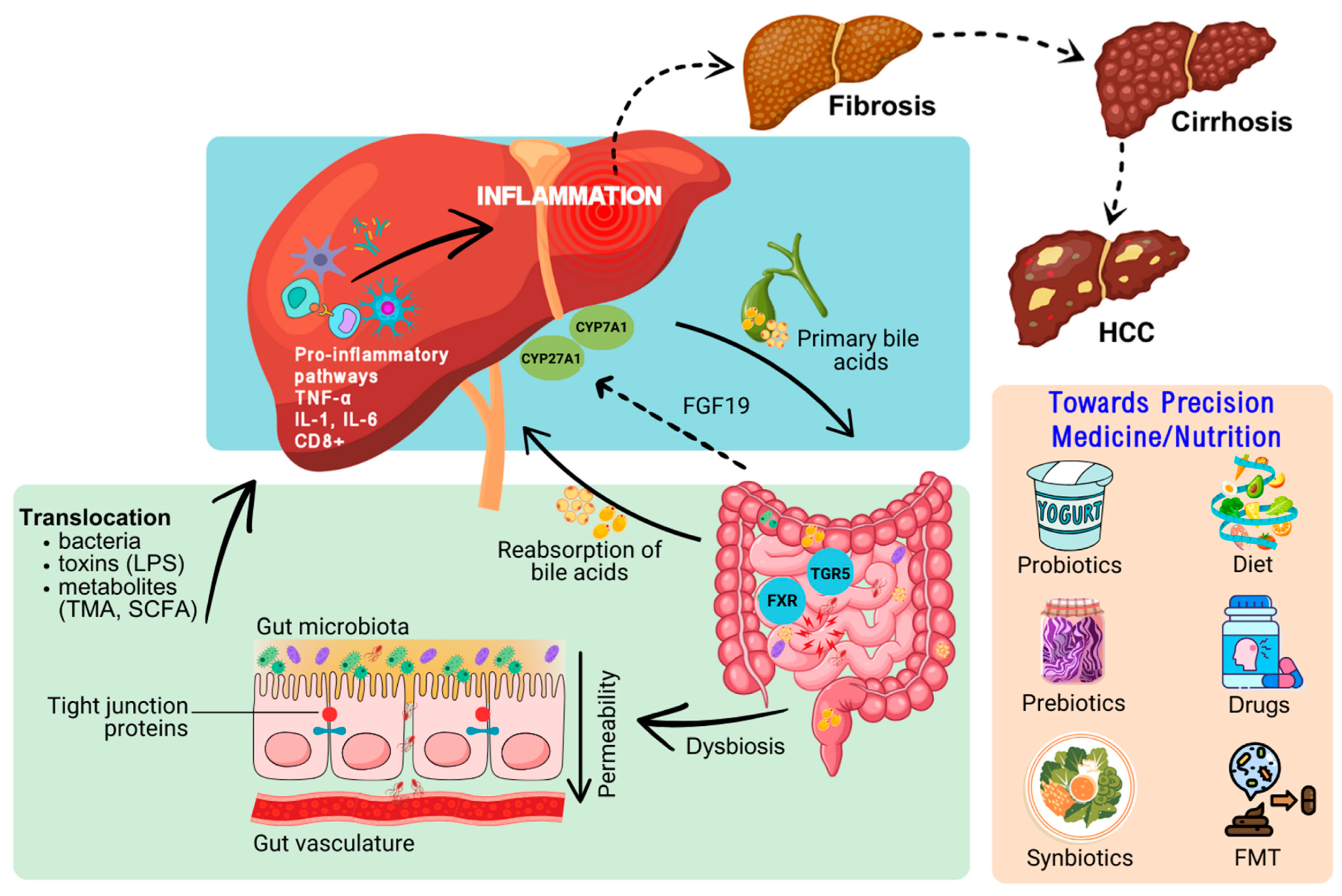Livers 05 00011 g002