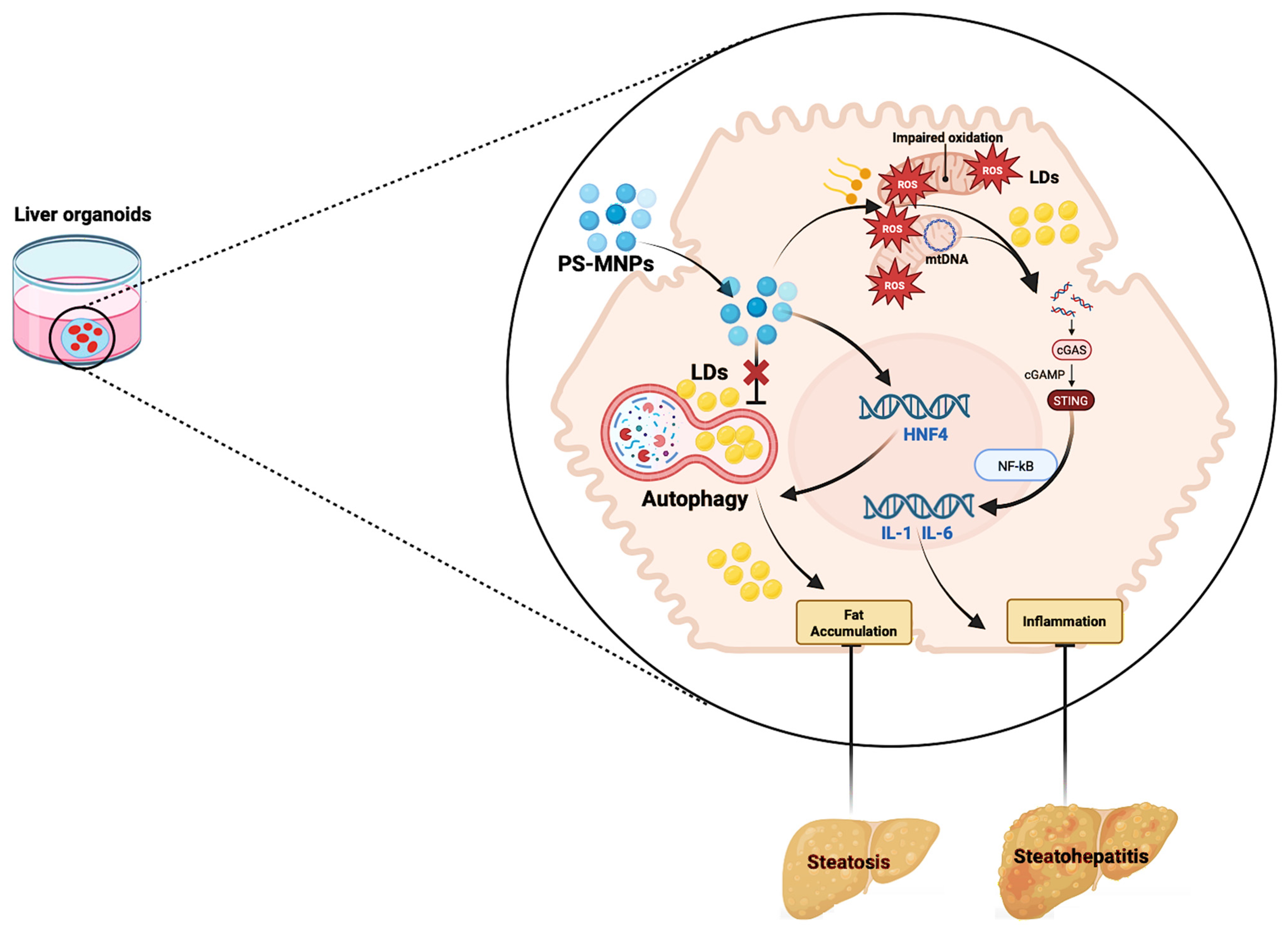 Livers 05 00021 g001