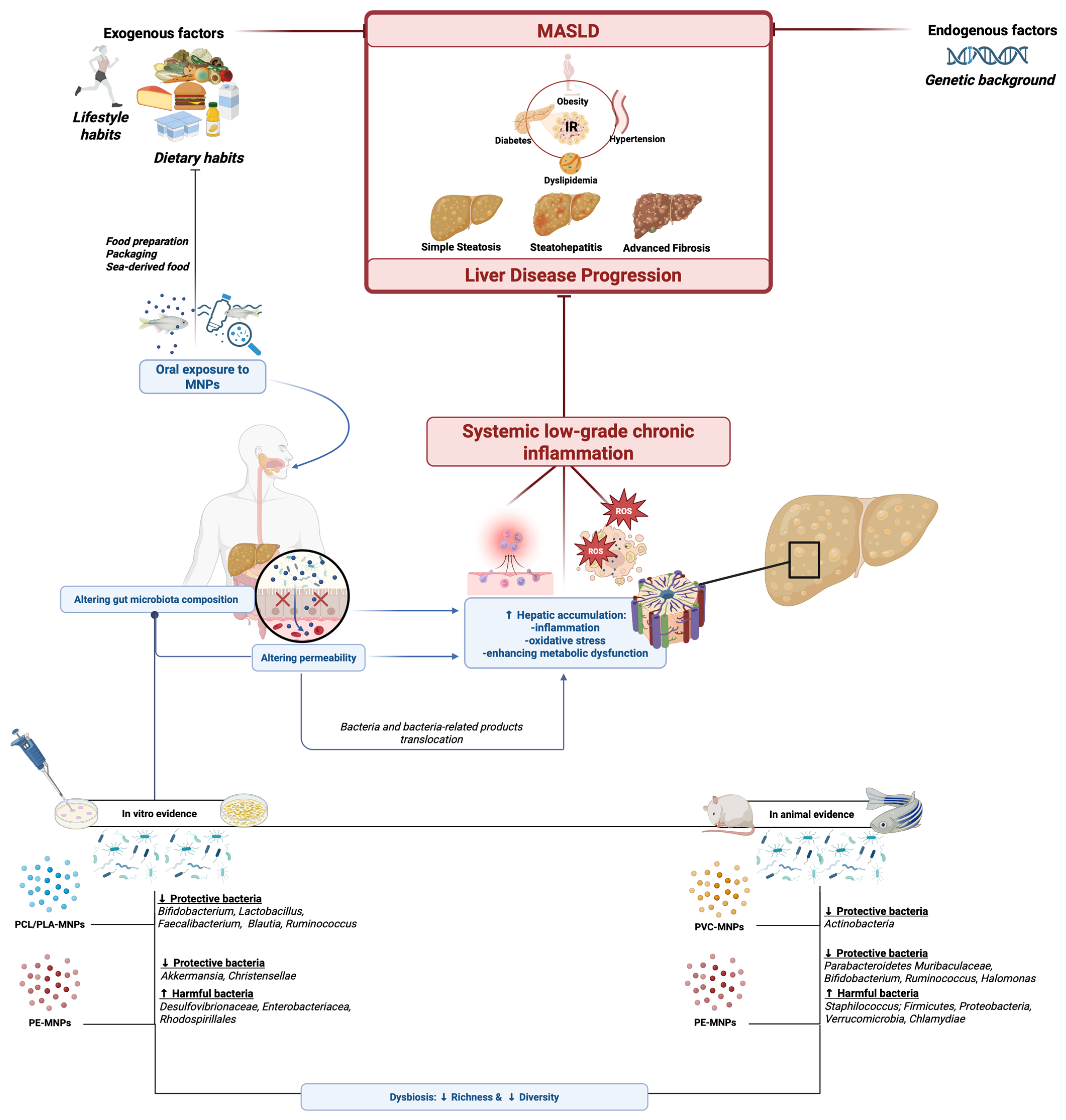 Livers 05 00021 g003