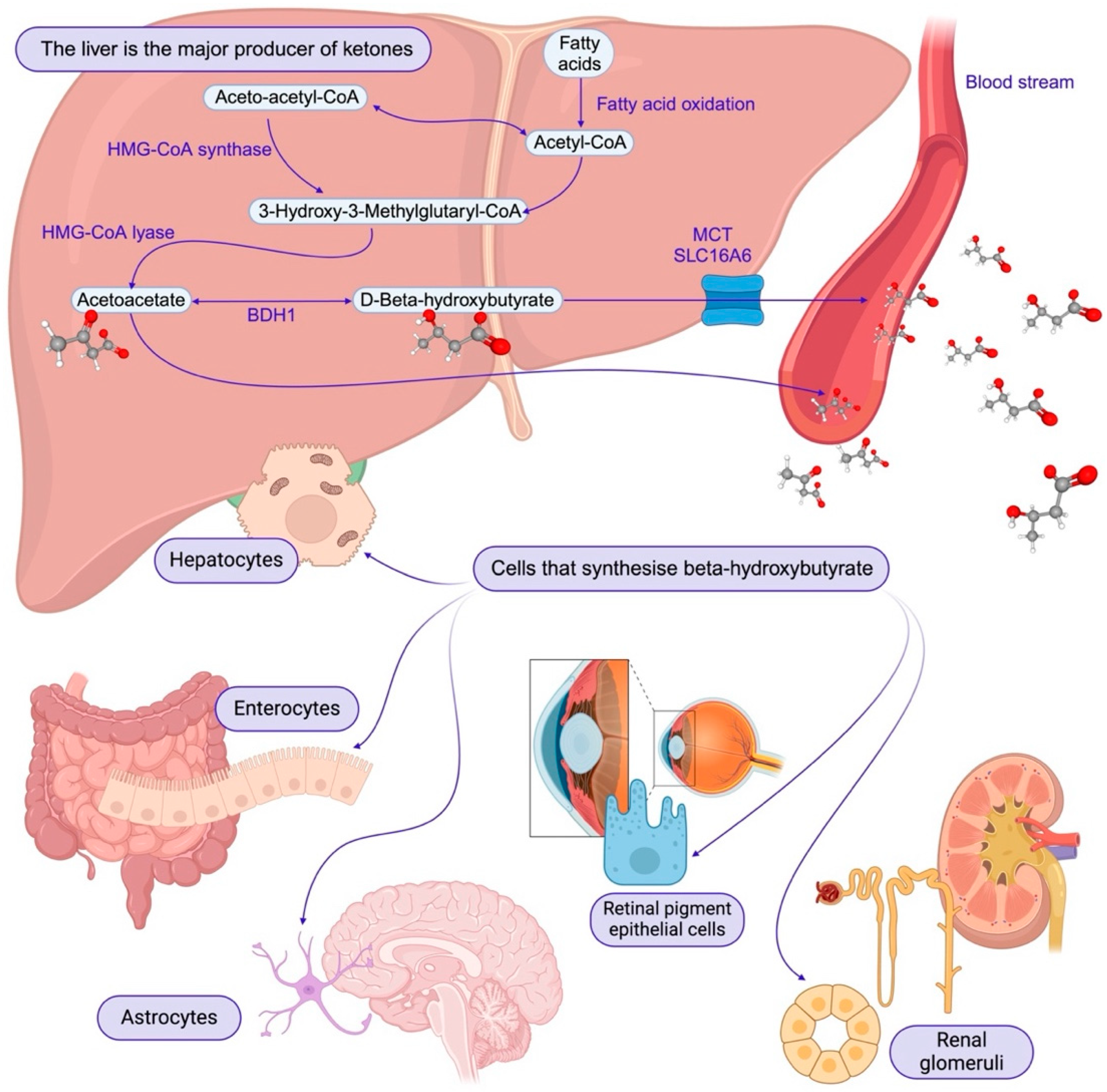 Livers 05 00041 g001
