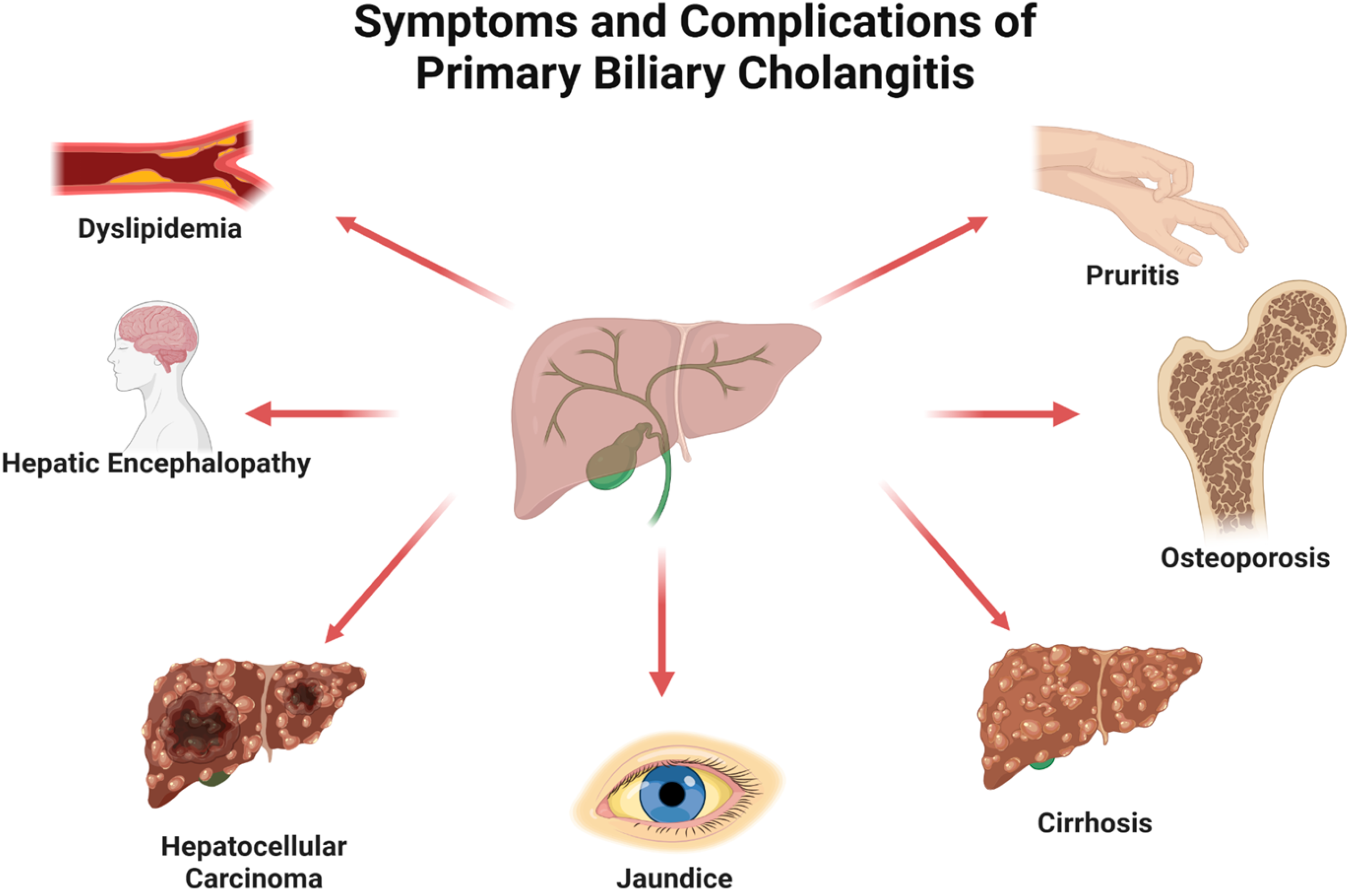 Livers 06 00020 g001 Livers 06 00020 g001