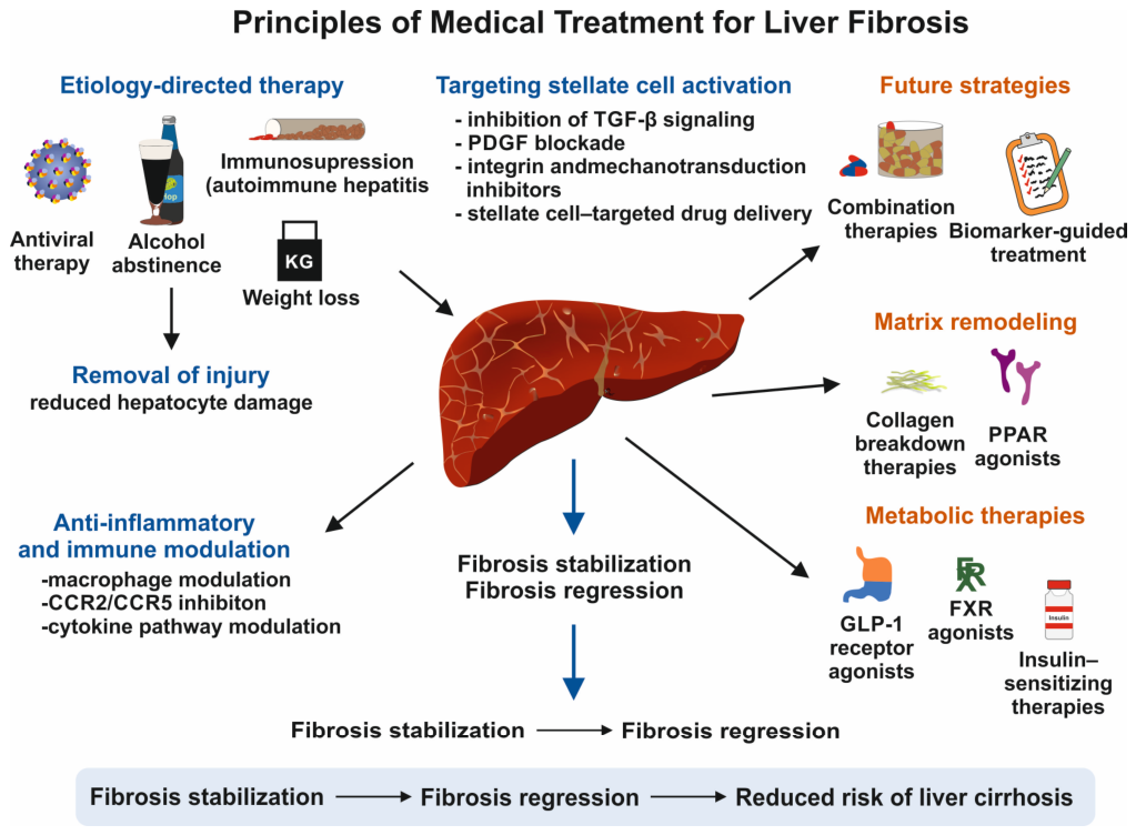 Livers 06 00086 g002 Livers 06 00086 g002