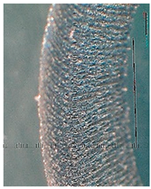 Lubricants 10 00359 i077 Lubricants 10 00359 i077