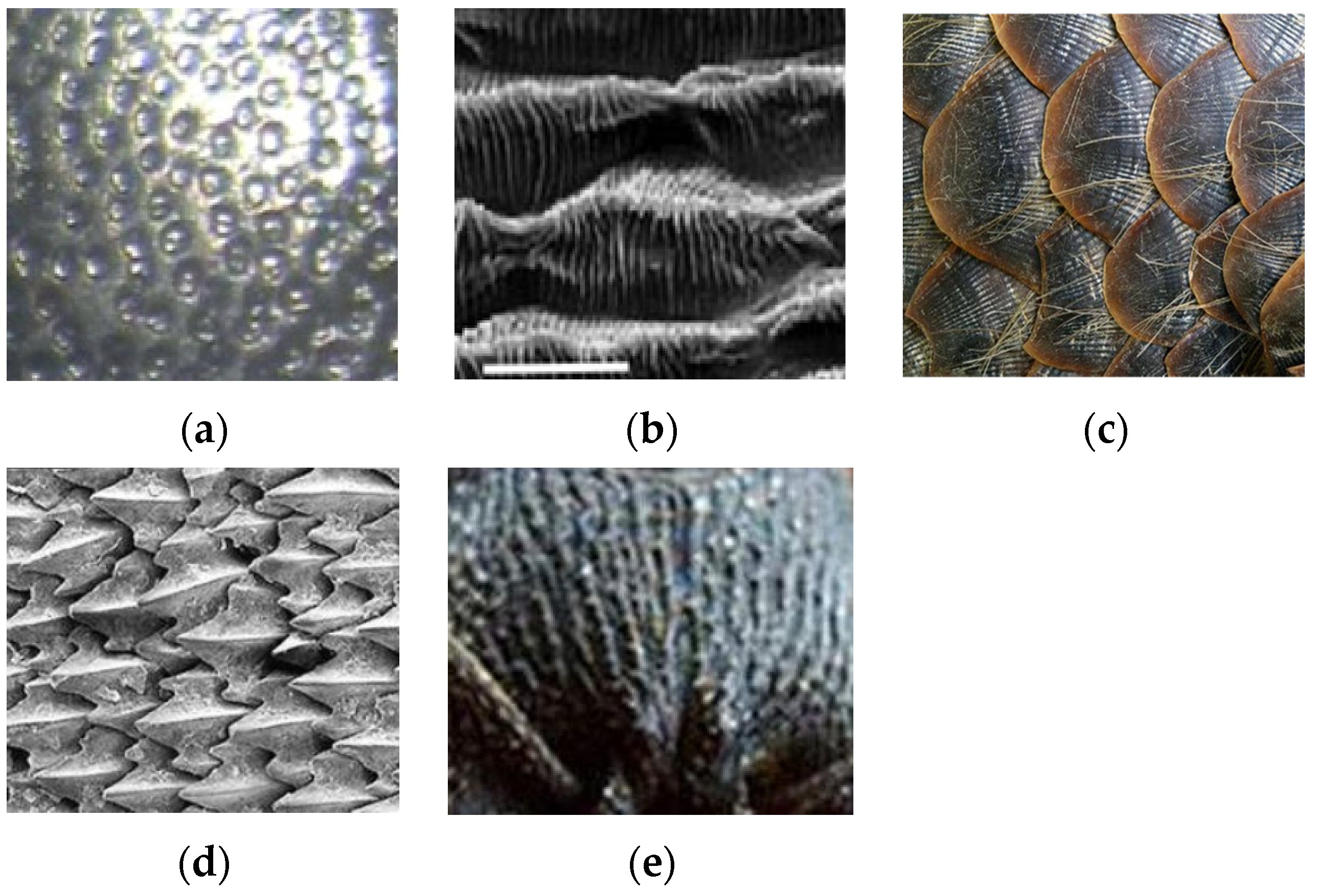 Lubricants 11 00439 g001