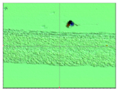 Lubricants 12 00337 i006