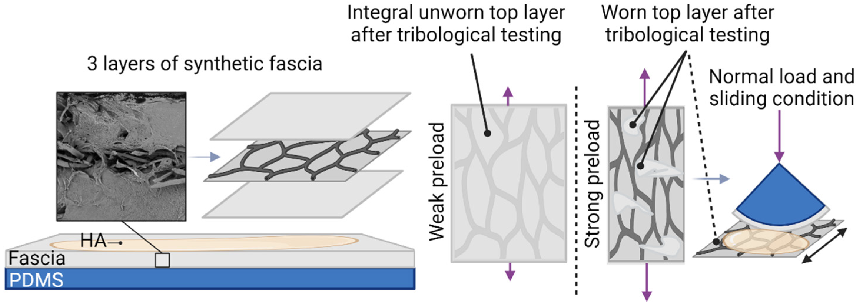 Lubricants 13 00184 g007