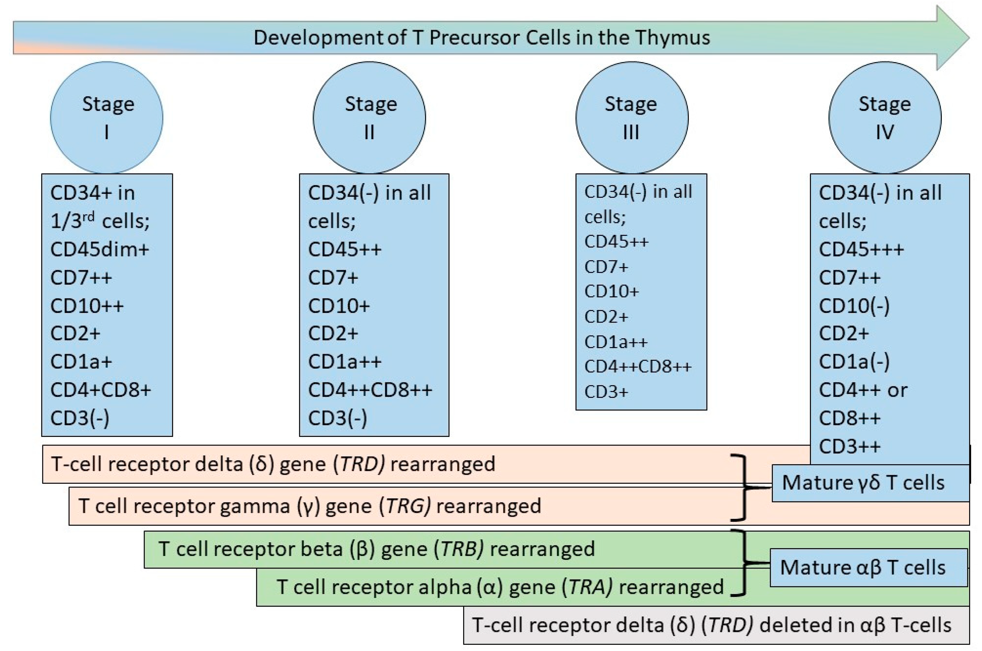 Lymphatics 01 00007 g002