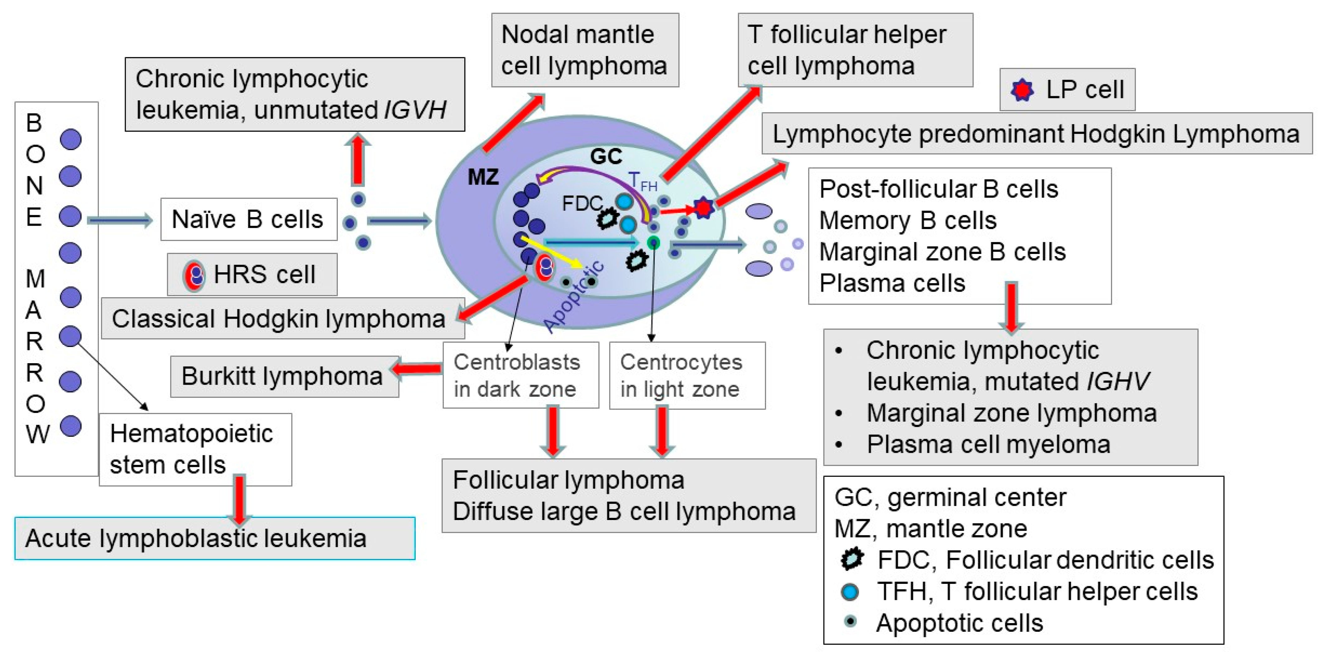 Lymphatics 01 00007 g003