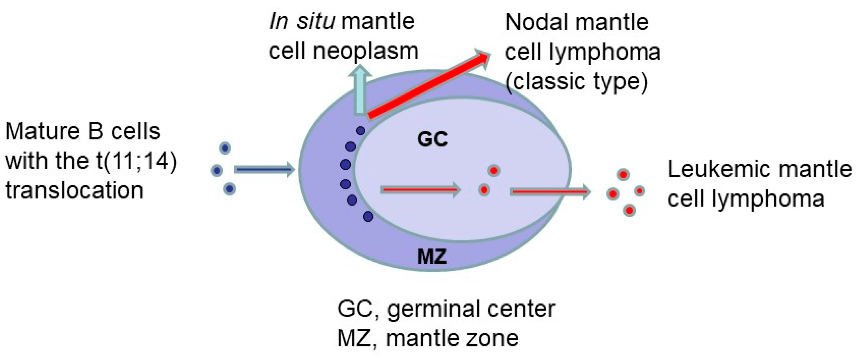 Lymphatics 01 00012 g001