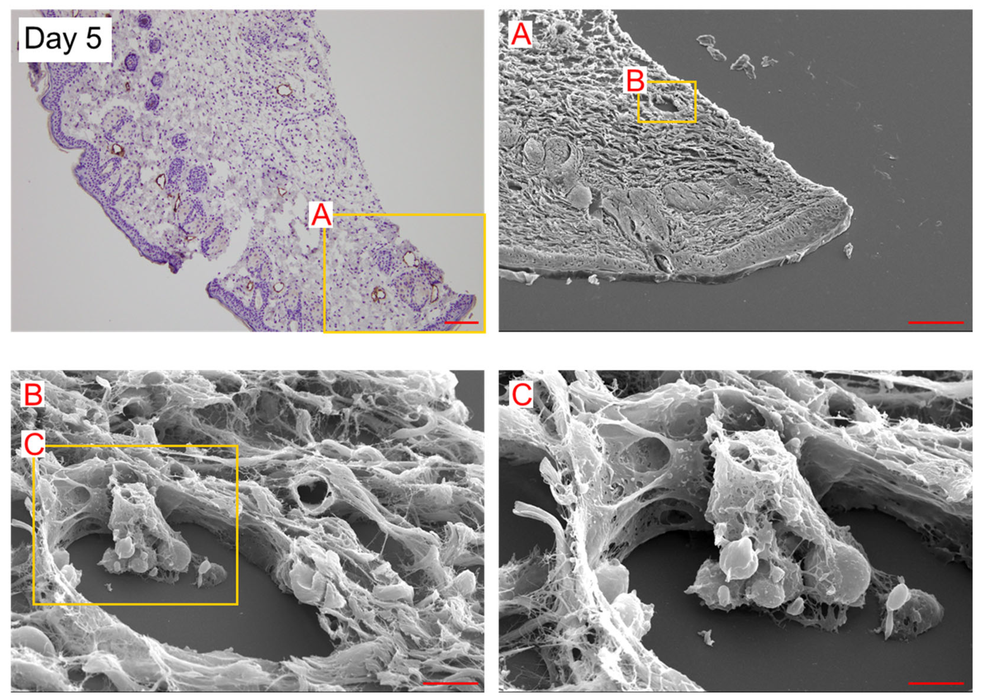 Lymphatics 01 00014 g003
