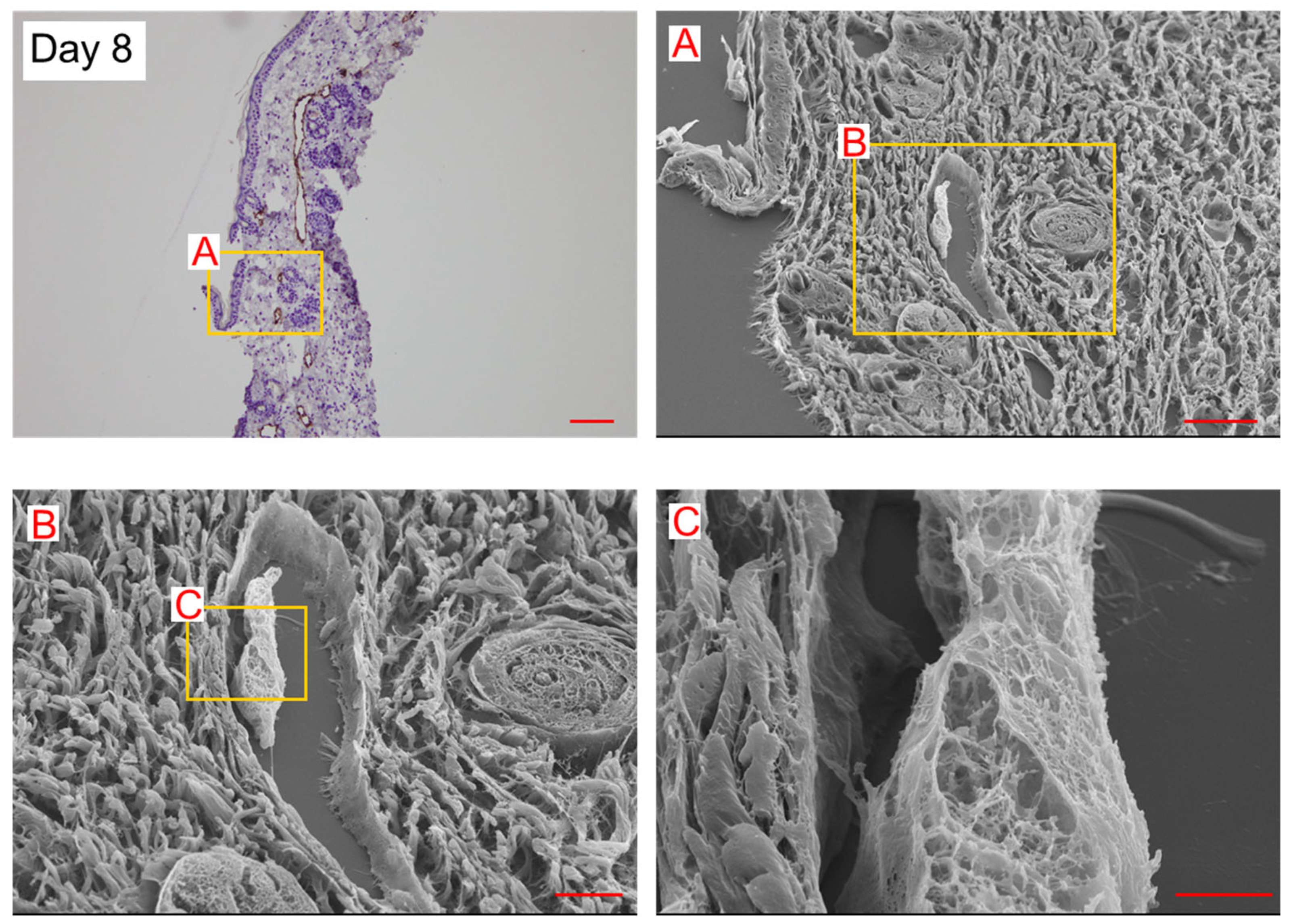 Lymphatics 01 00014 g004