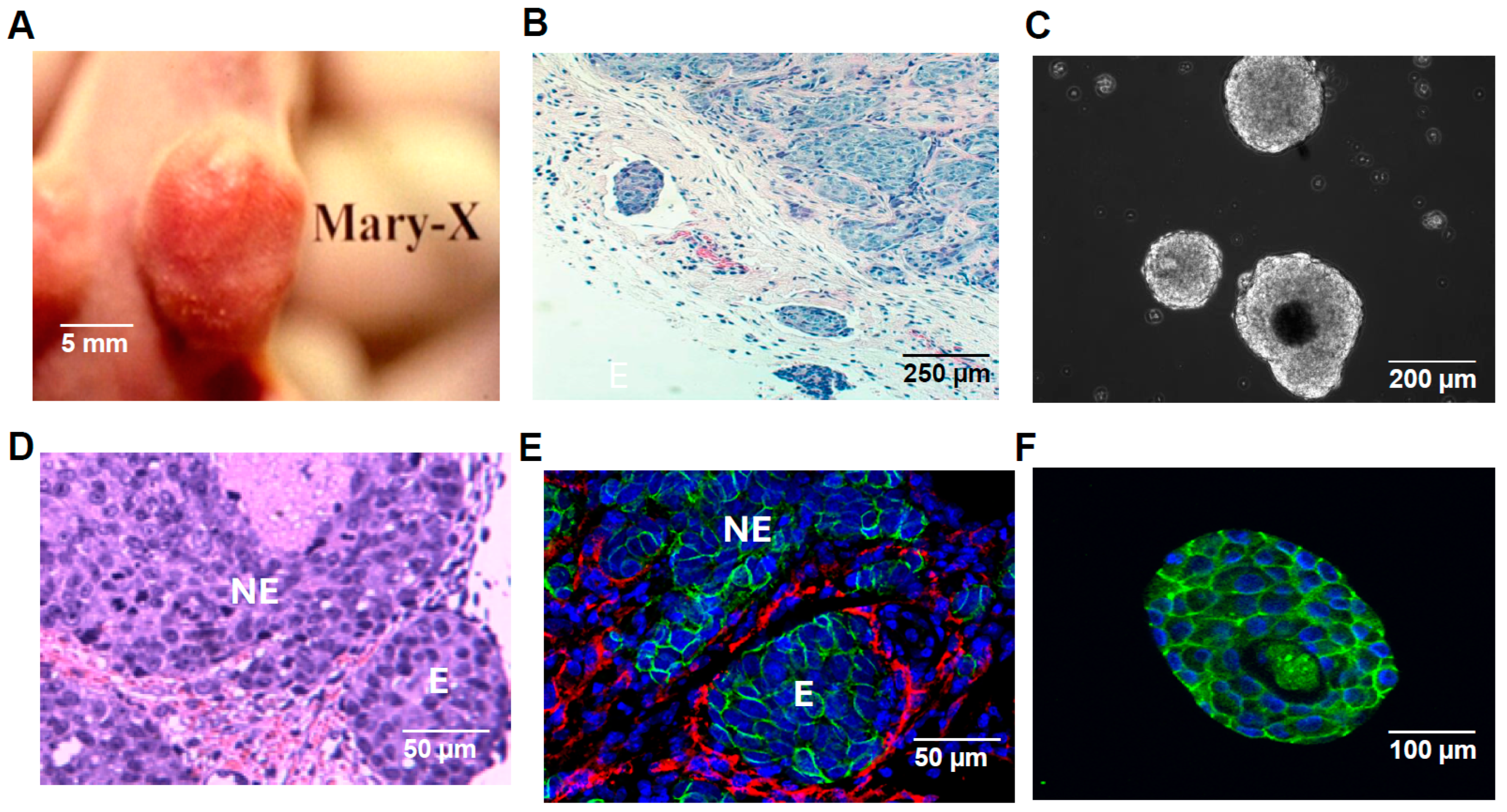 Lymphatics 02 00016 g001