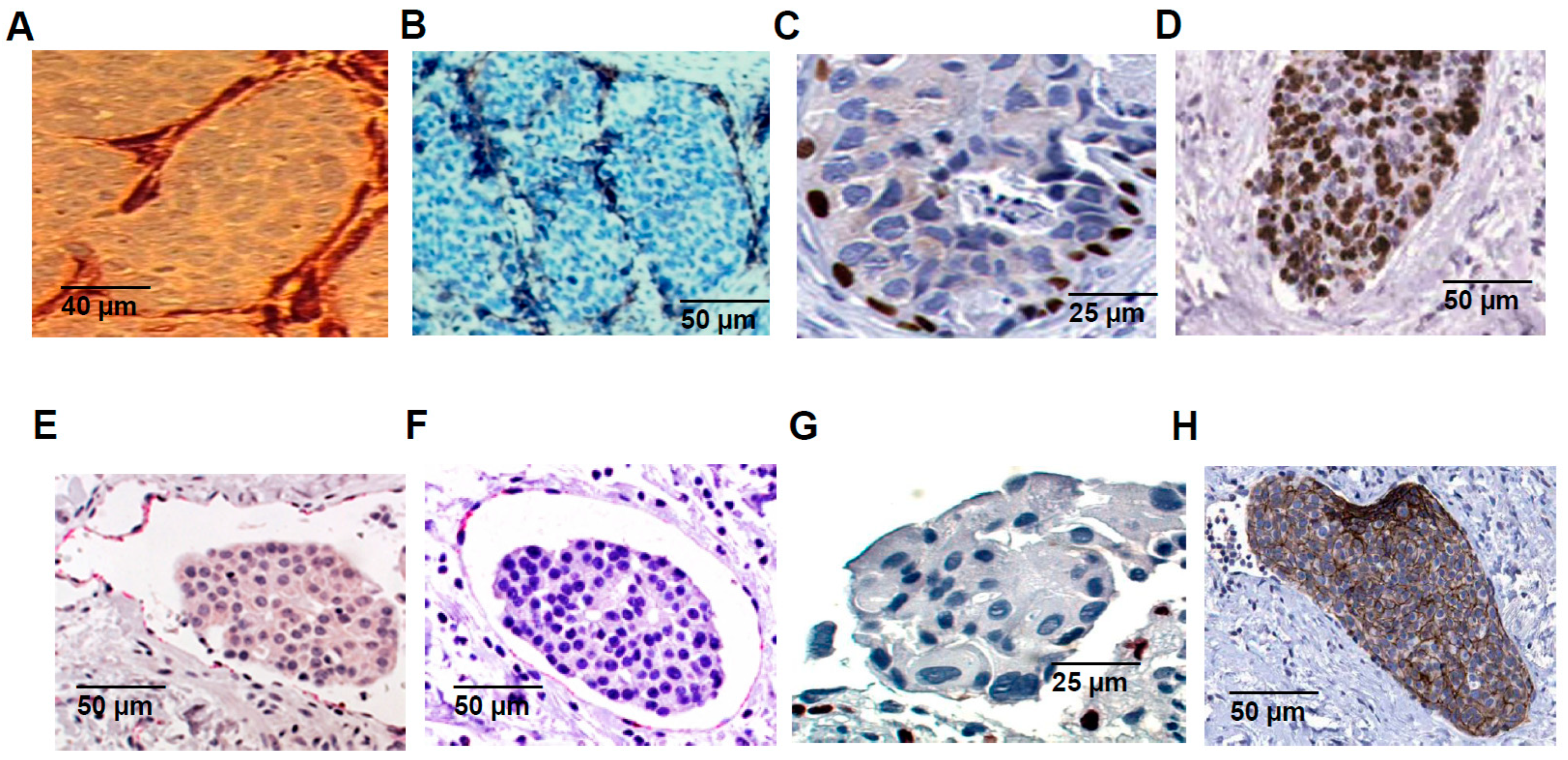 Lymphatics 02 00016 g002