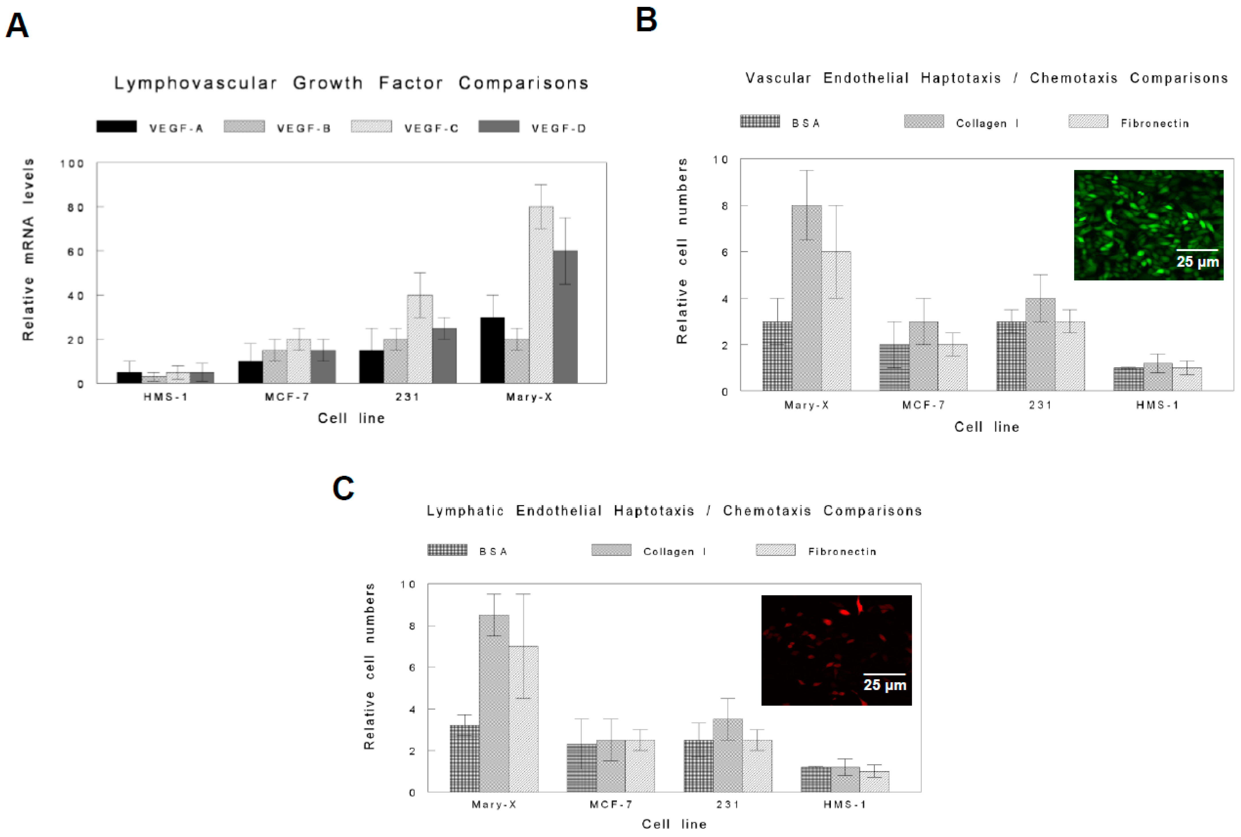 Lymphatics 02 00016 g004