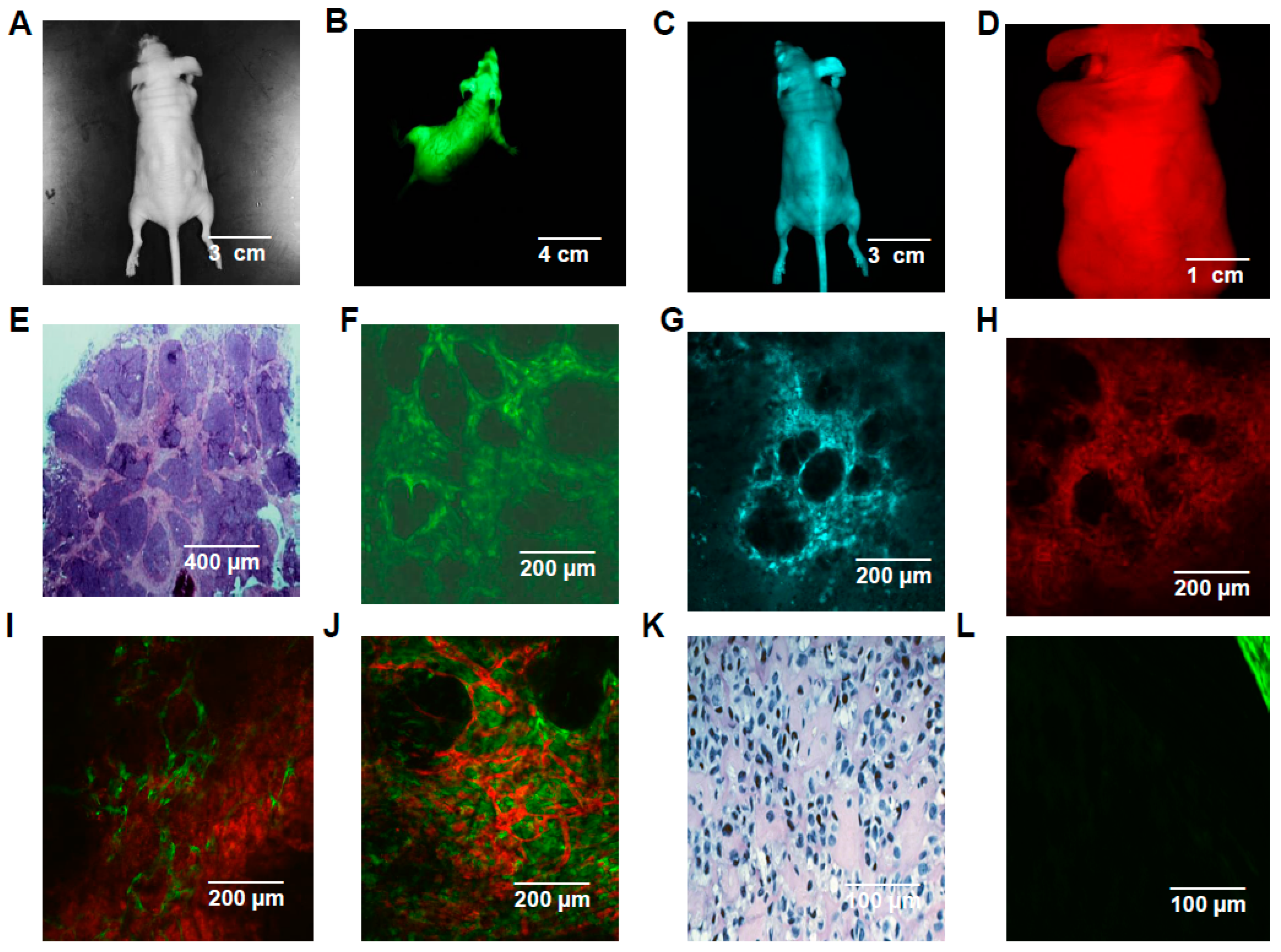 Lymphatics 02 00016 g005