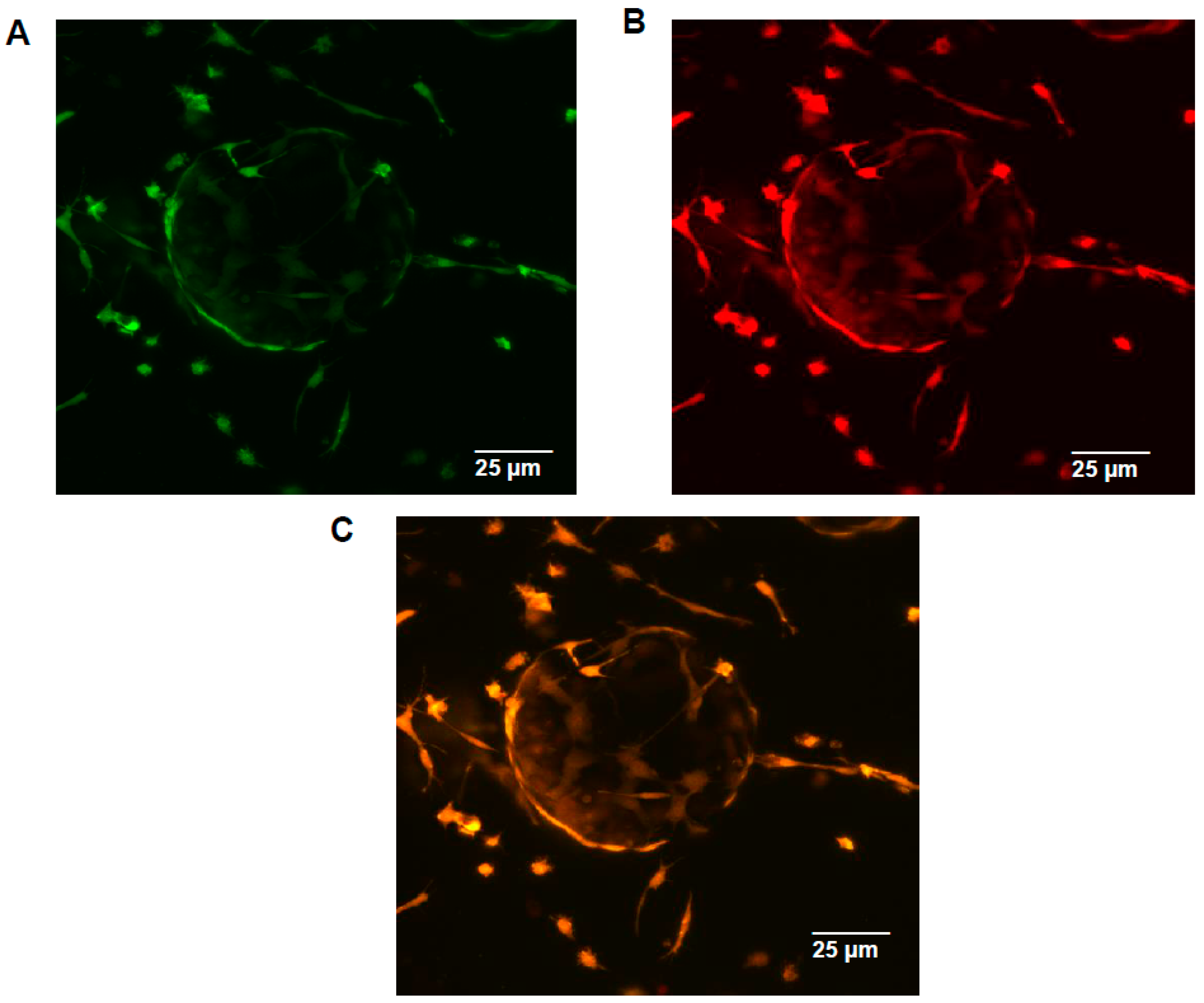 Lymphatics 02 00016 g007