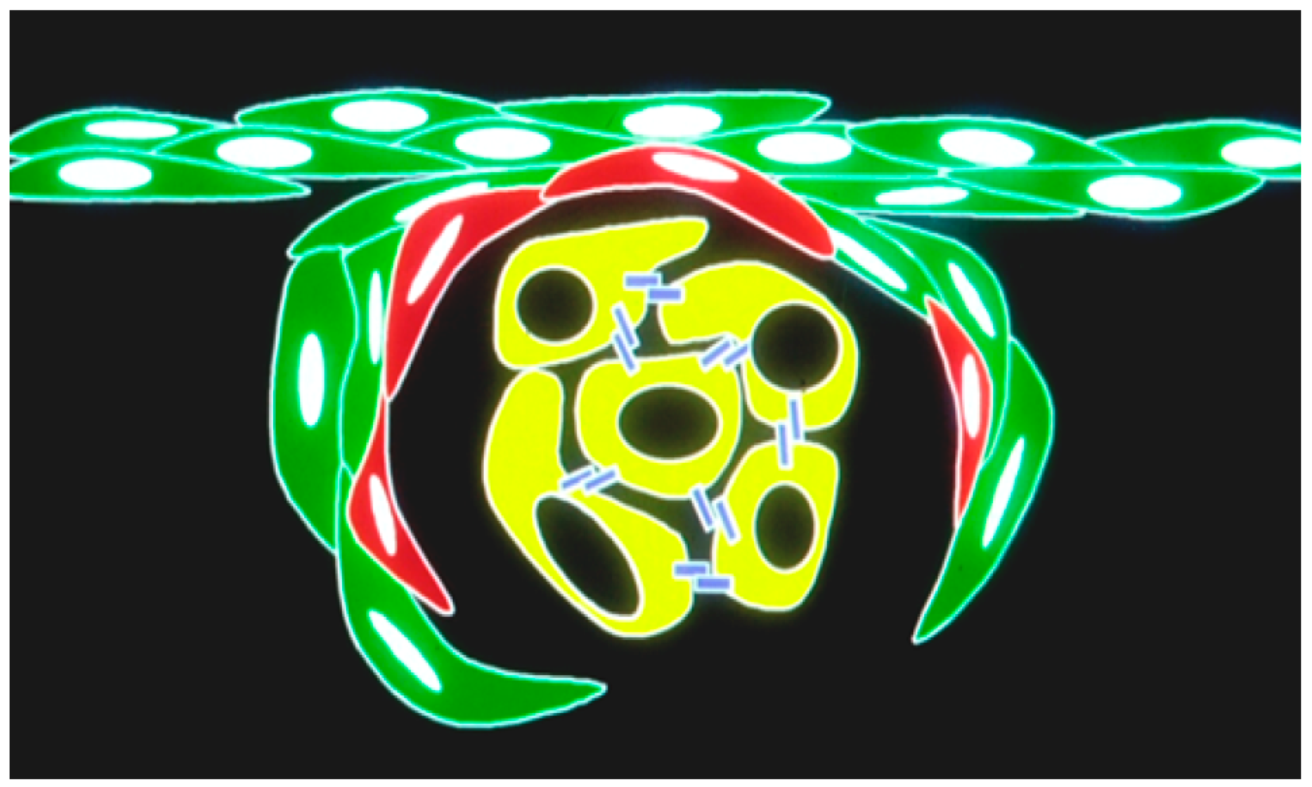 Lymphatics 02 00016 g008