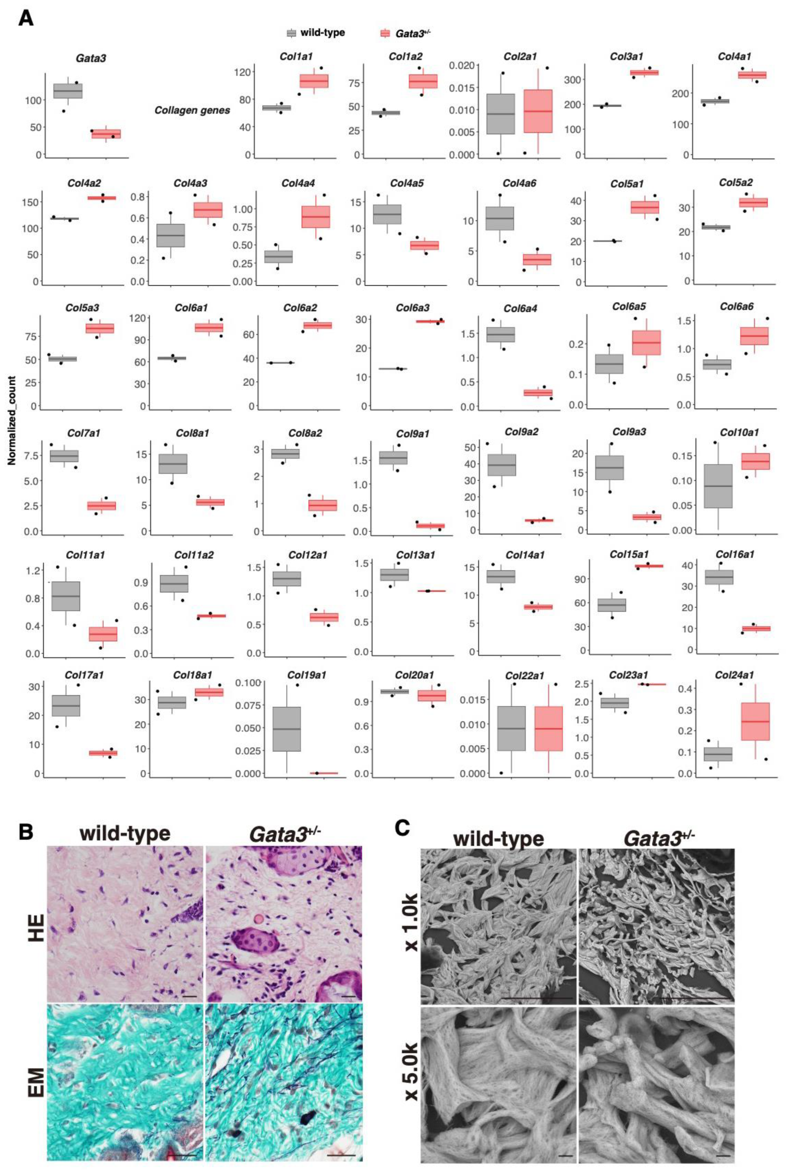 Lymphatics 03 00007 g002