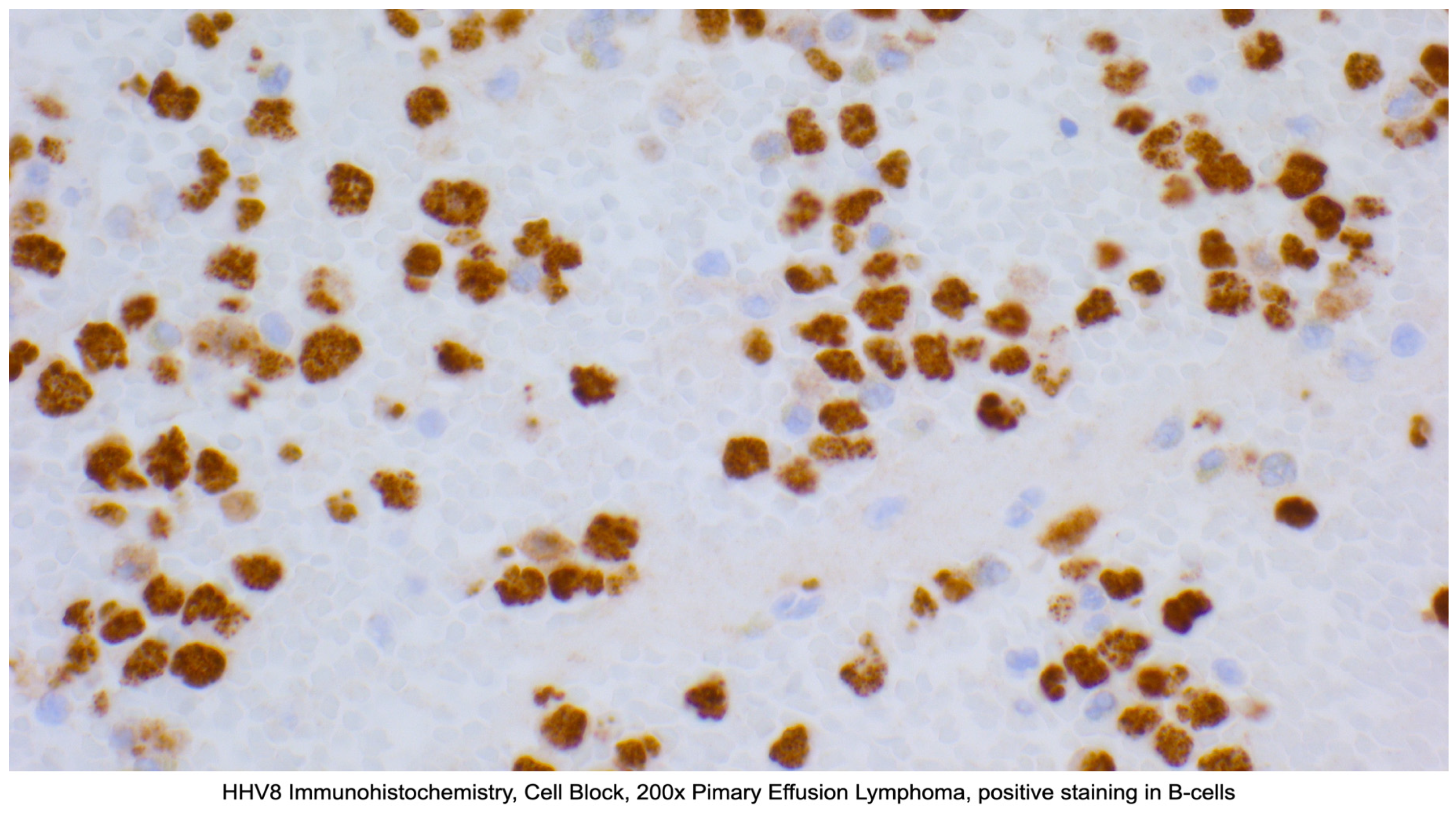 Lymphatics 03 00020 g002