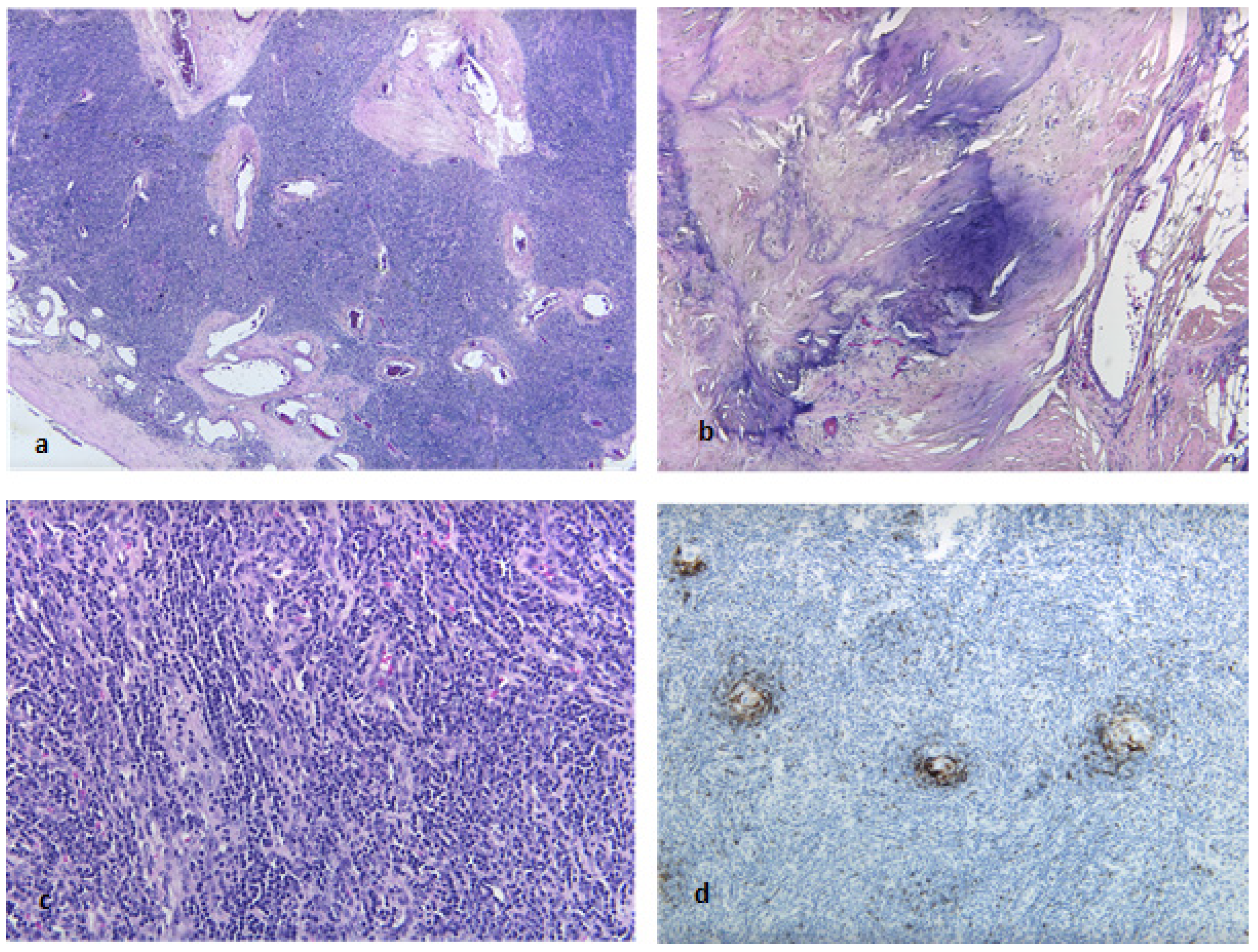 Lymphatics 03 00030 g004