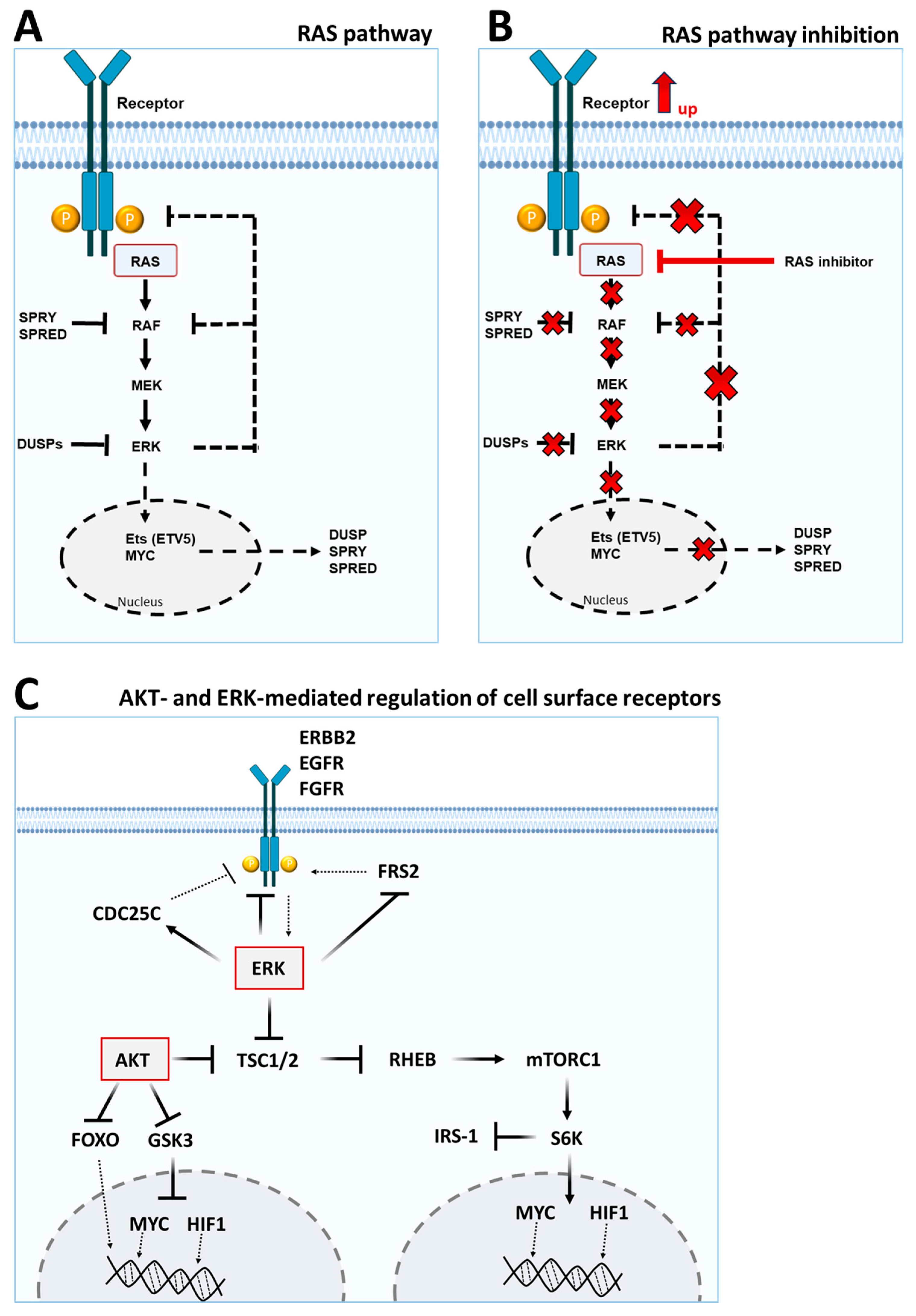 Lymphatics 03 00033 g002