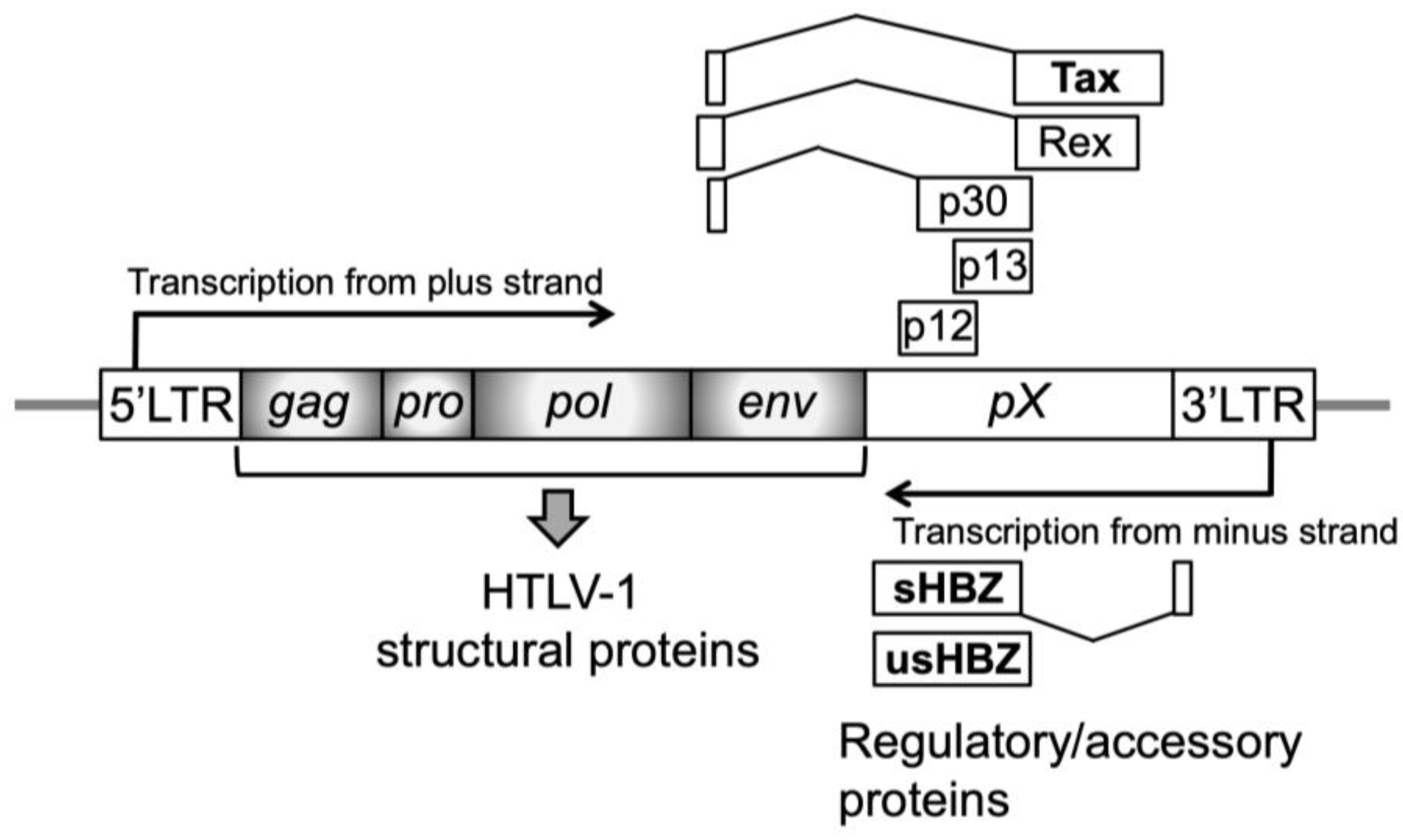 Lymphatics 03 00038 g002