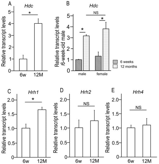 Expression of HDC and histamine receptors in the lacrimal glands of 6-week-old (6 w) and 12-month-old (12 M) wild-type mice. Relative expression was estimated using the expression in 6-week-old mice (A,C–E) or 6-week-old male mice (B) as a control. (A) HDC mRNA expression in the lacrimal glands. (B) HDC expression in the lacrimal glands of male and female mice. (C) Relative mRNA expression of H1 (Hrh1) in the lacrimal glands. (D) Relative mRNA expression of H2 (Hrh2) in lacrimal glands. (E) Relative mRNA expression of H4 (Hrh4) in the lacrimal glands. Asterisks indicate statistical significance (* p < 0.05). Error bars represent the standard error of the mean (SEM). NS means “not statistically significant.” (A,C–E): n = 20 (10 males and 10 females) in each group. (B) n = 10 in each sex.