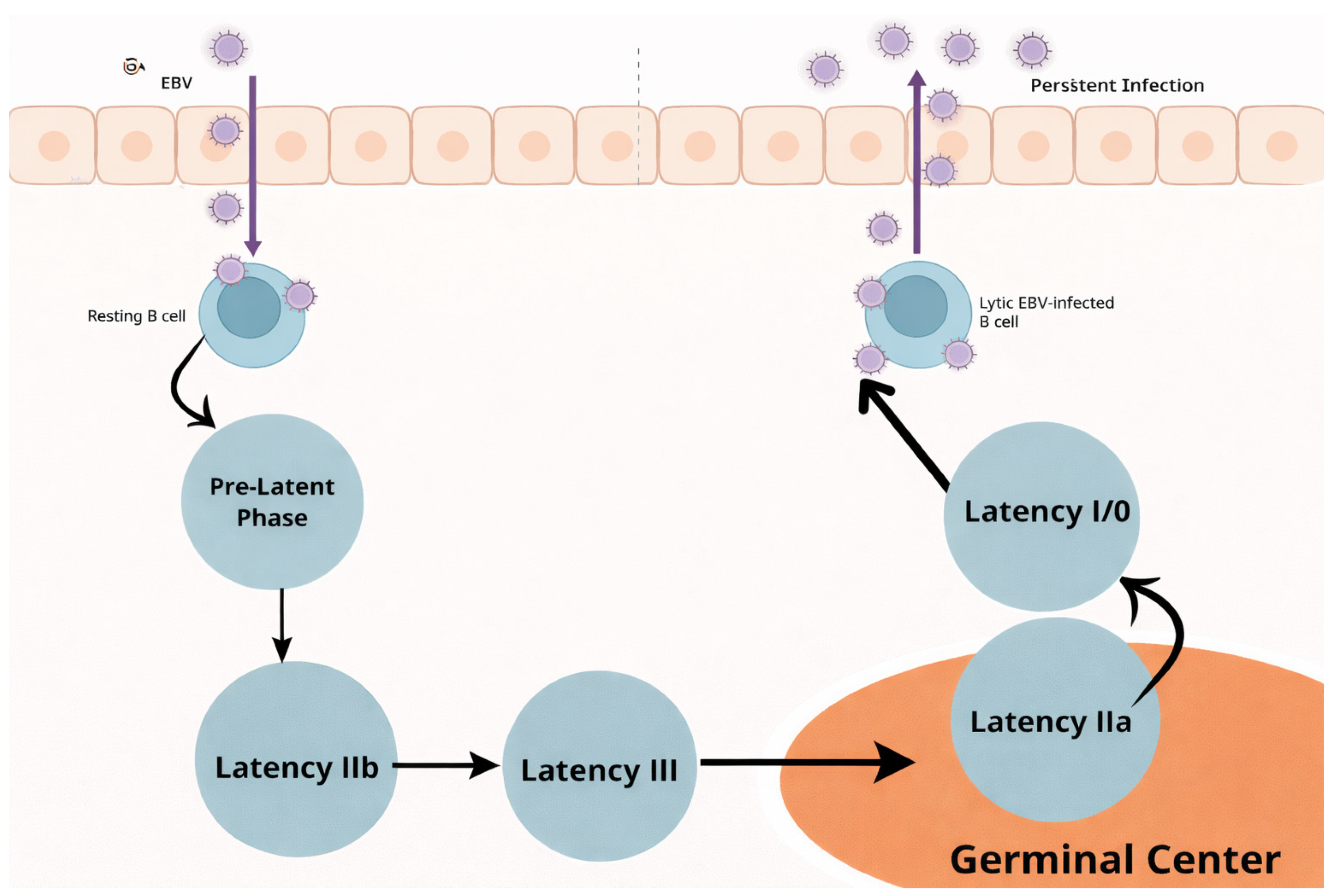 Lymphatics 04 00006 g001