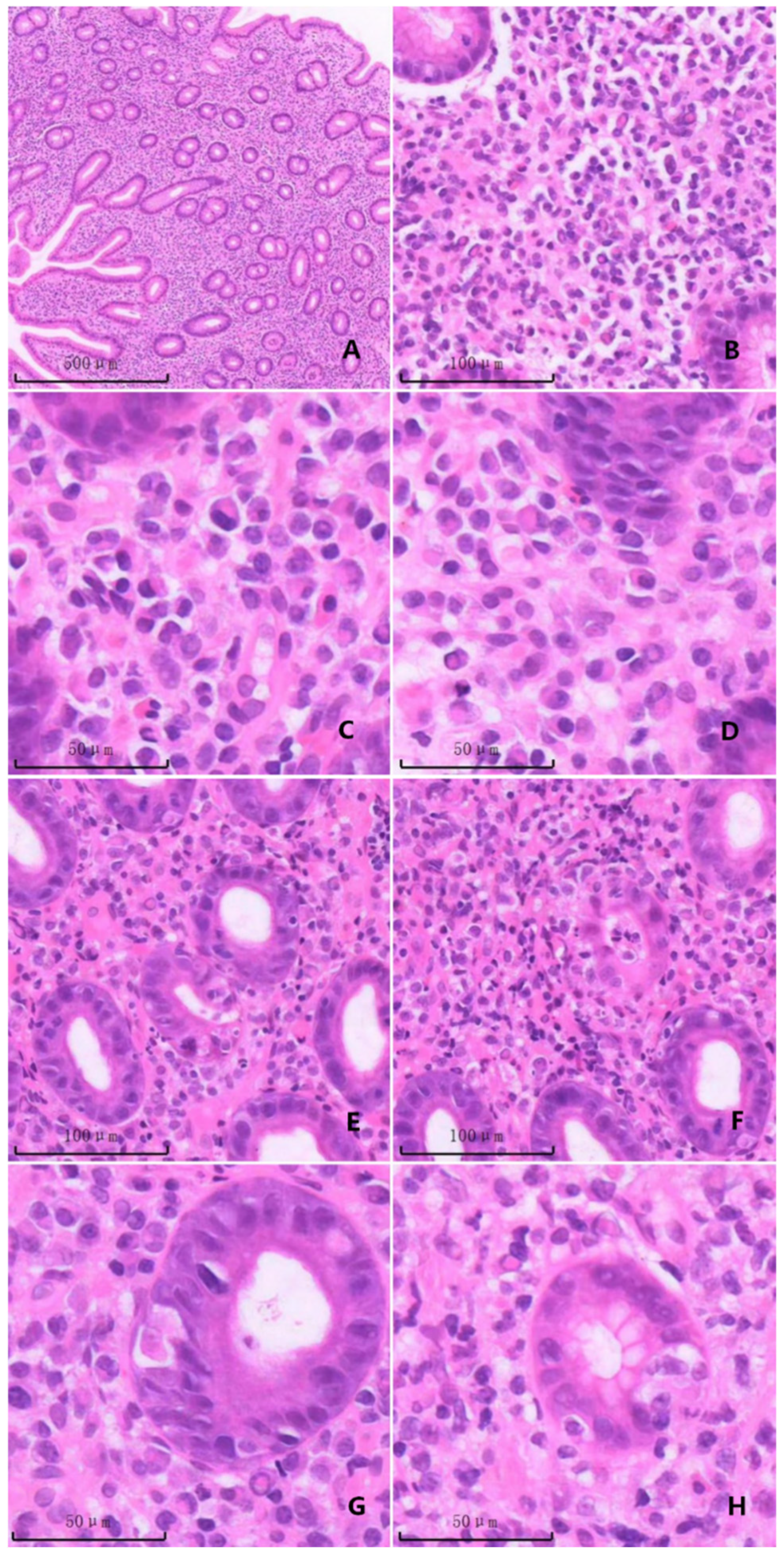 Lymphatics 04 00016 g001 Lymphatics 04 00016 g001