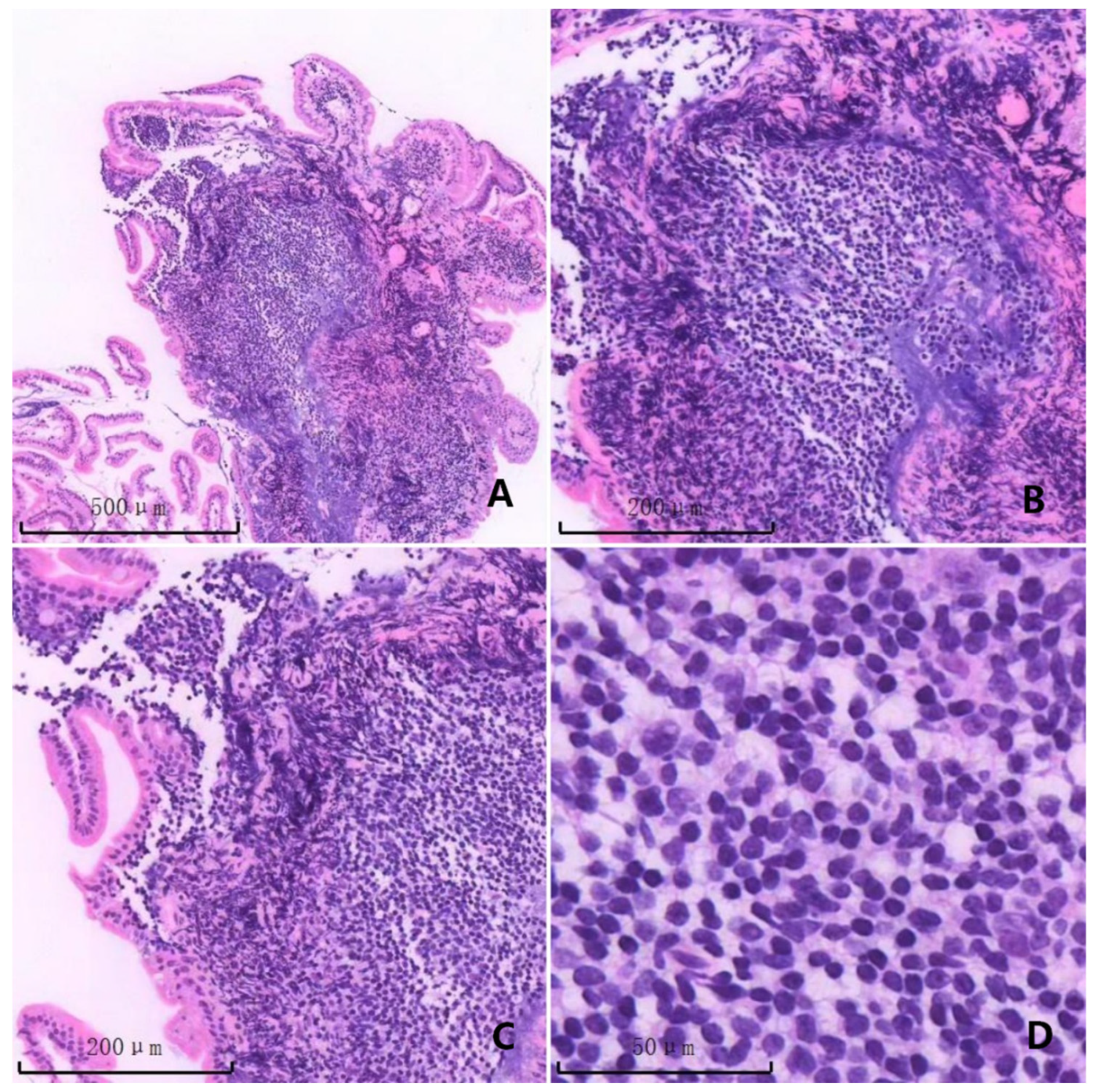 Lymphatics 04 00016 g003 Lymphatics 04 00016 g003