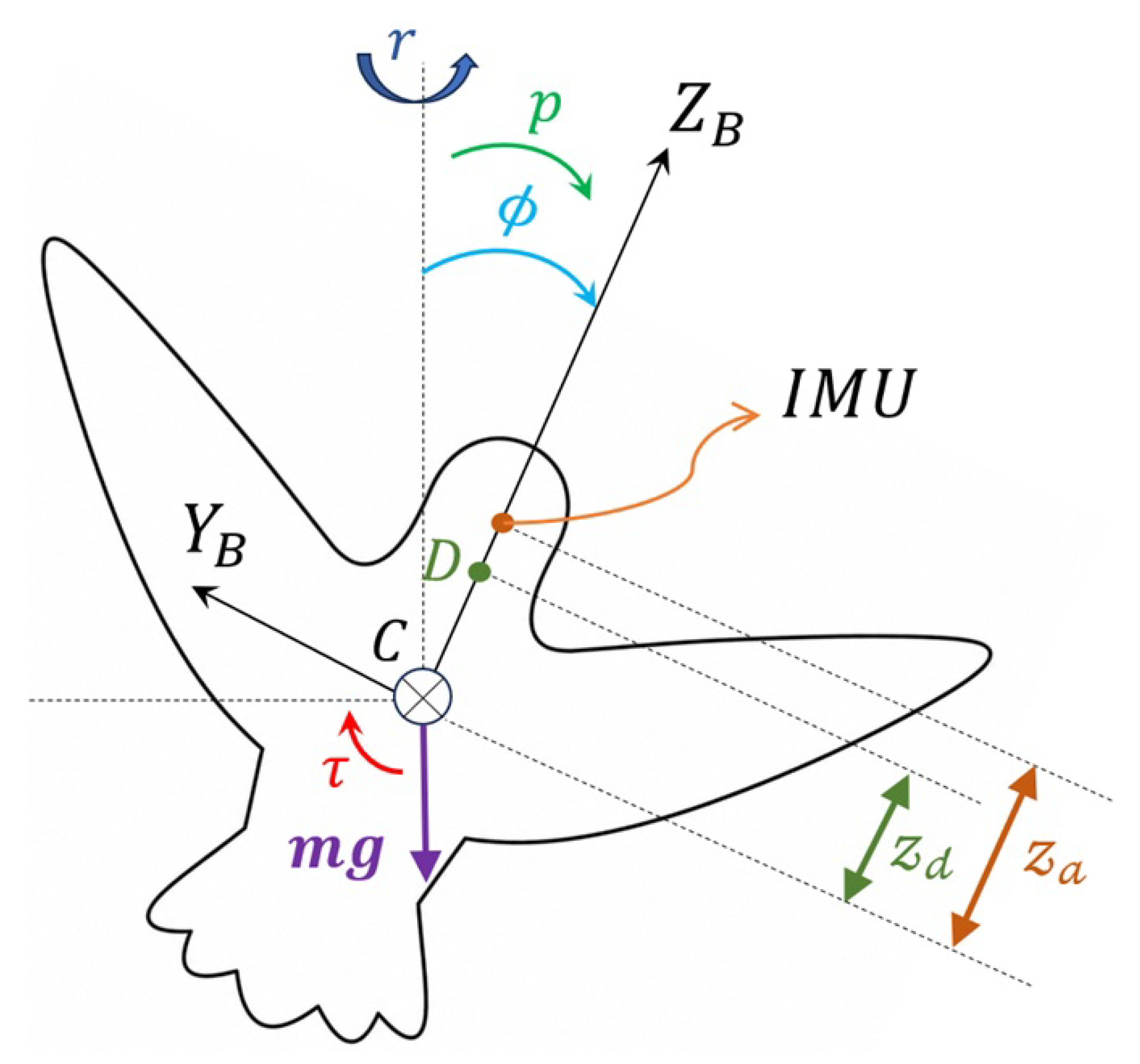 Robot Rotation Base Observer-Based Control of Hummingbird Robot Trajectories