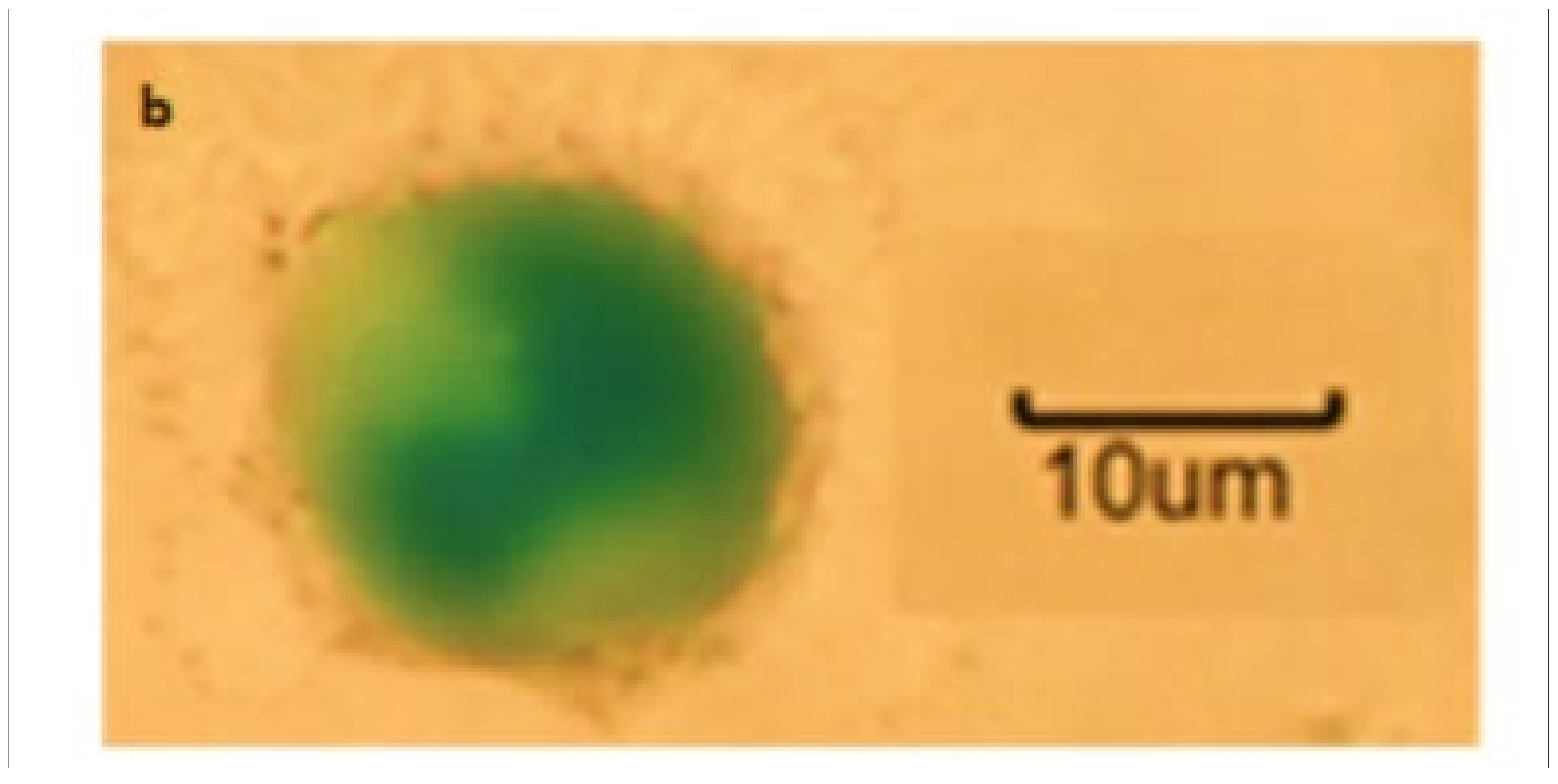 Macromol 02 00028 g003b