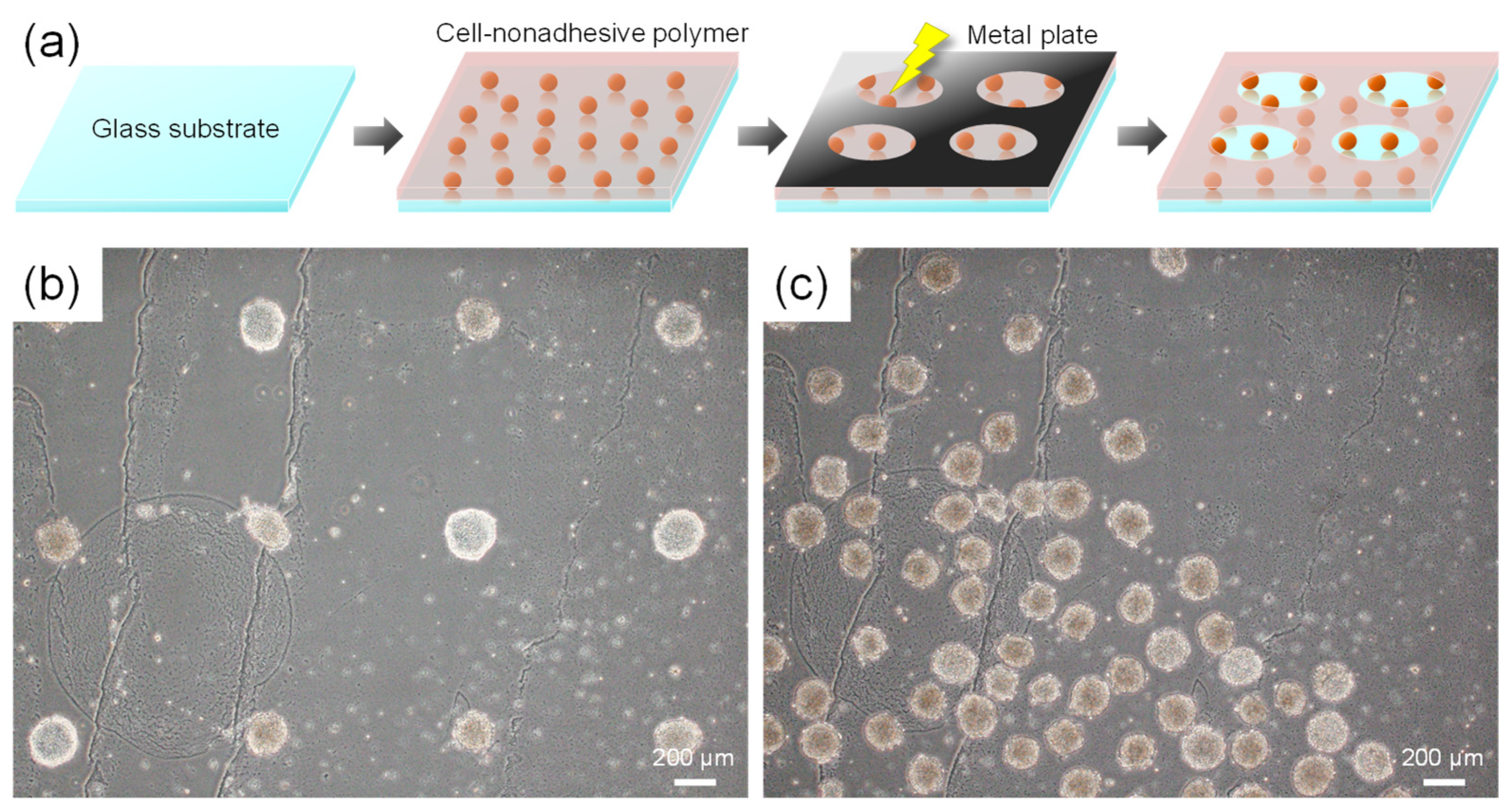 Macromol 03 00014 g004 Macromol 03 00014 g004