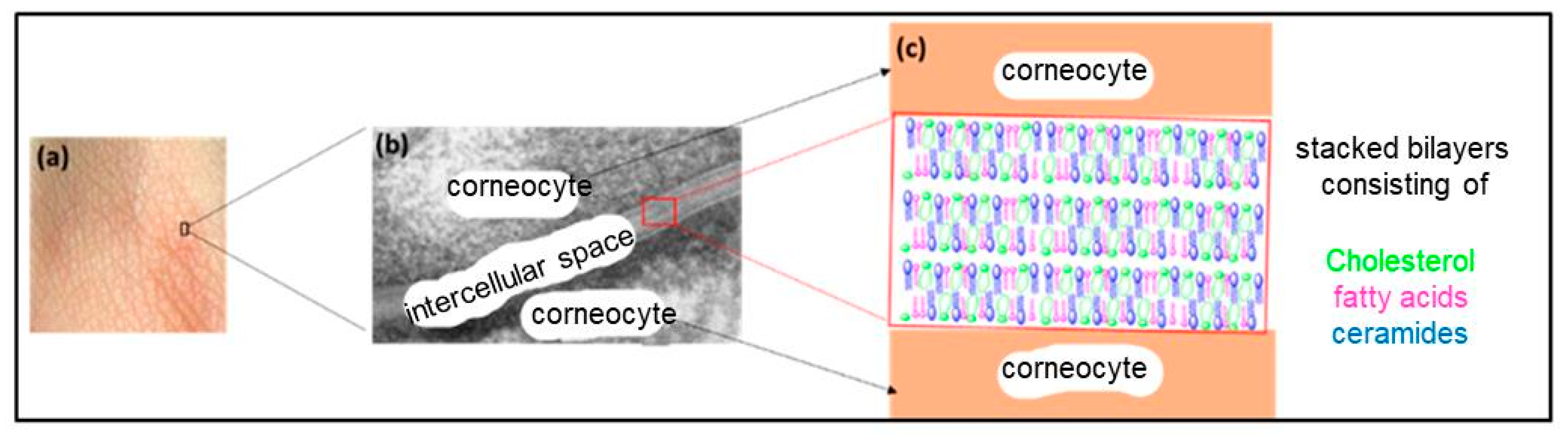 Macromol 03 00022 g013
