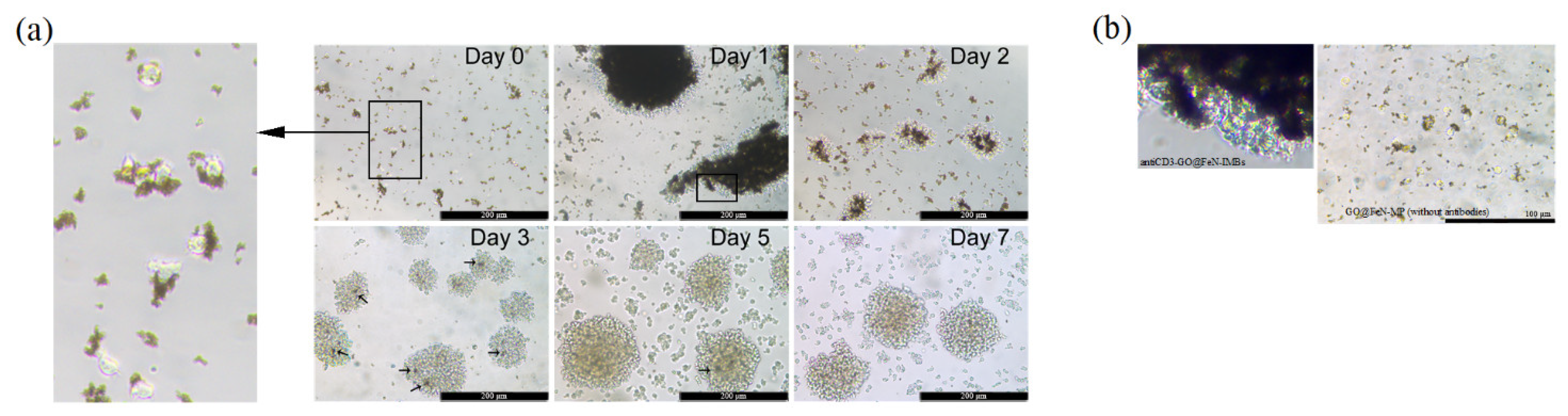 Magnetochemistry 07 00058 g004