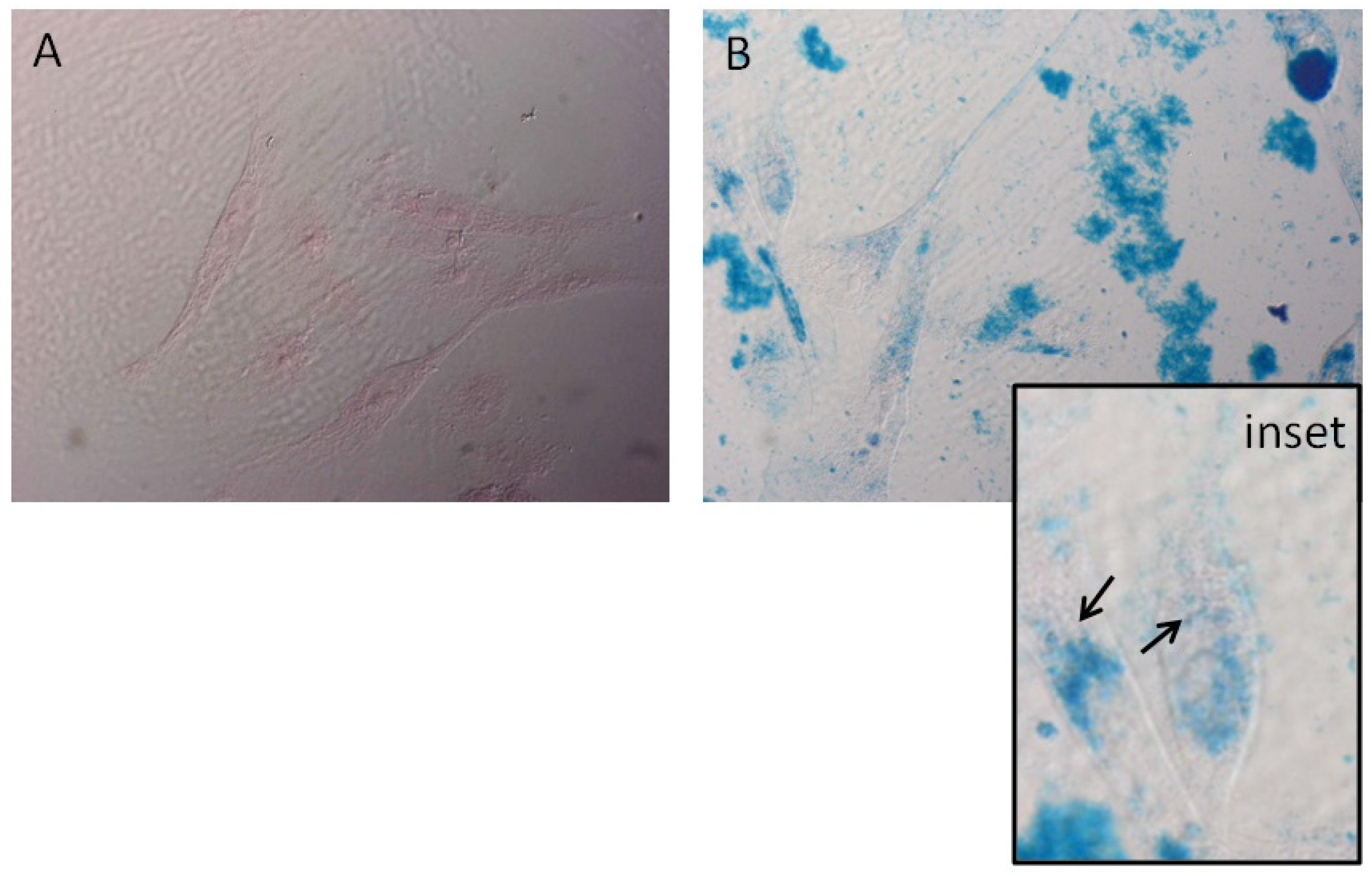 Magnetochemistry 08 00021 g001