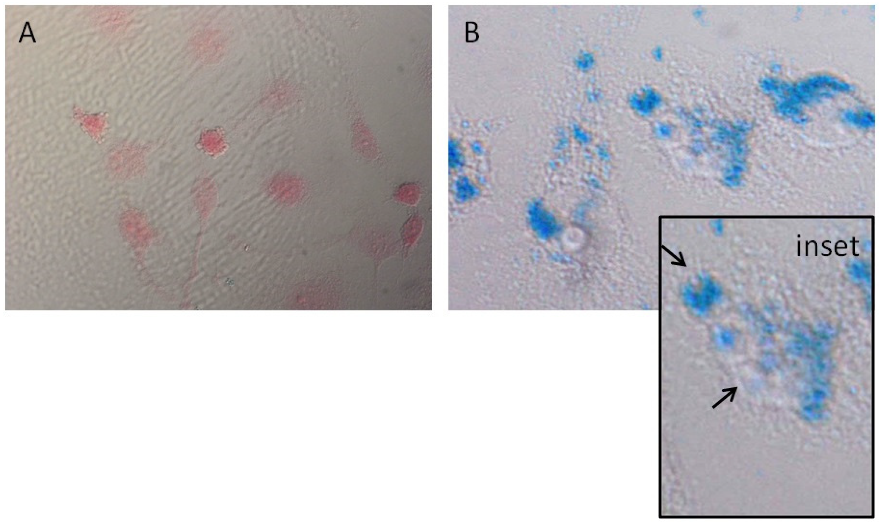 Magnetochemistry 08 00021 g002